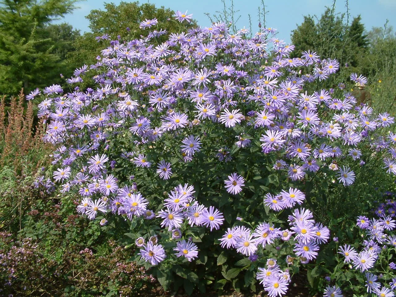 Aster thomsonii1.jpg