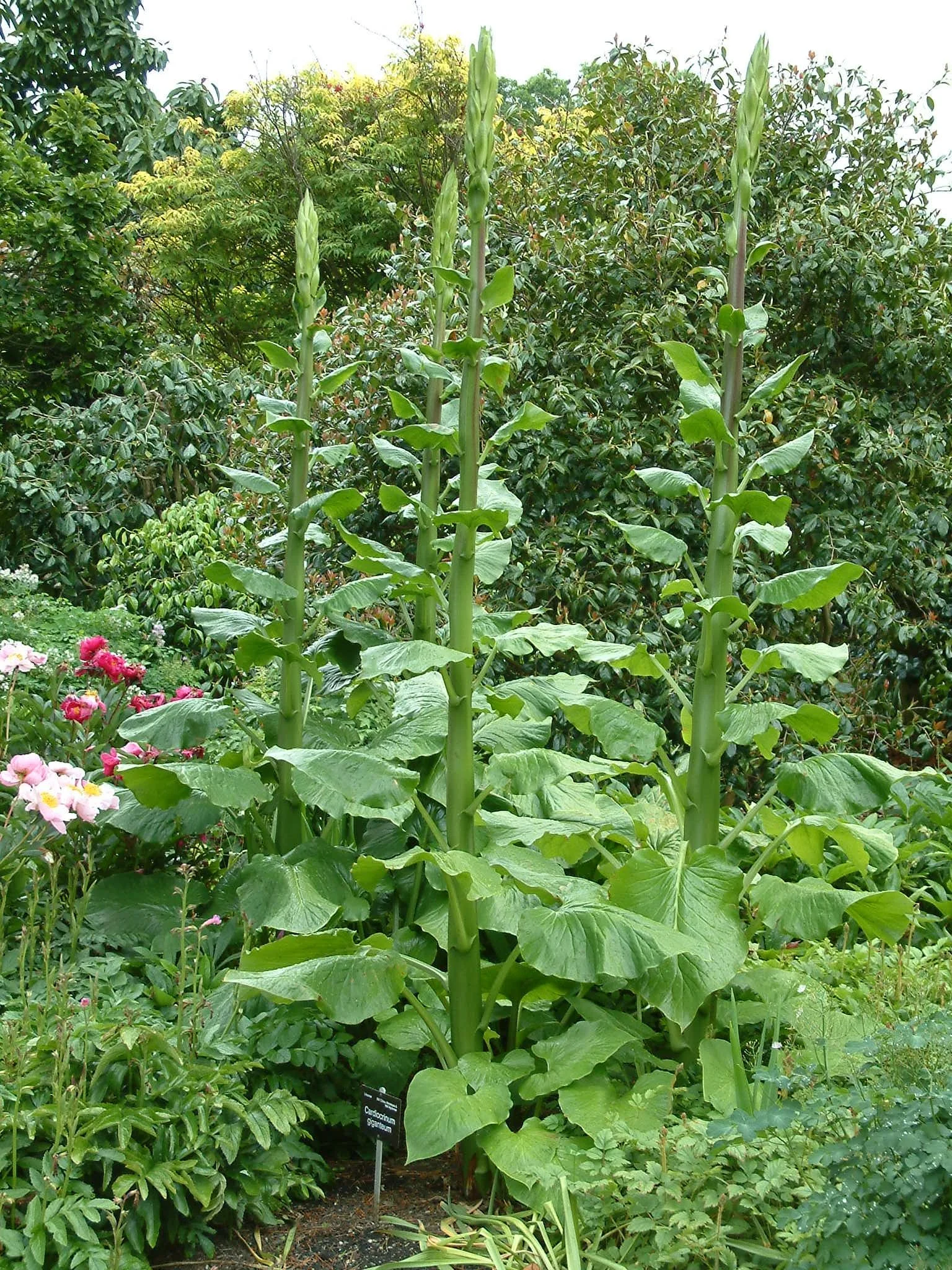 Cardiocrinum giganteum in bud.jpg