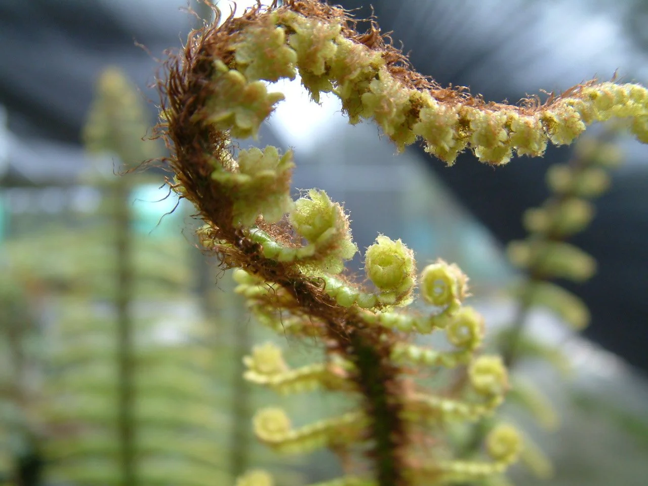 Dryopteris wallichiana3.jpg