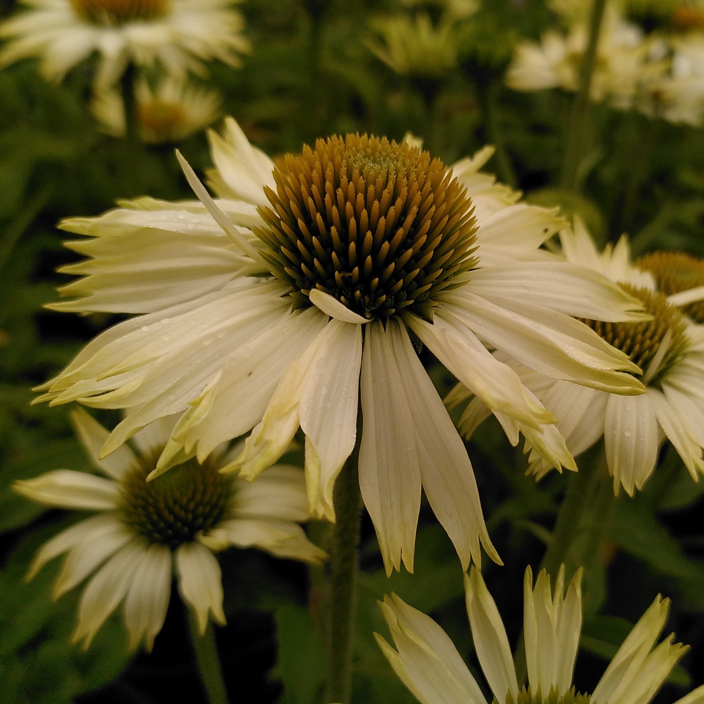Echinacea 'Prairie Splendour White'3.jpg
