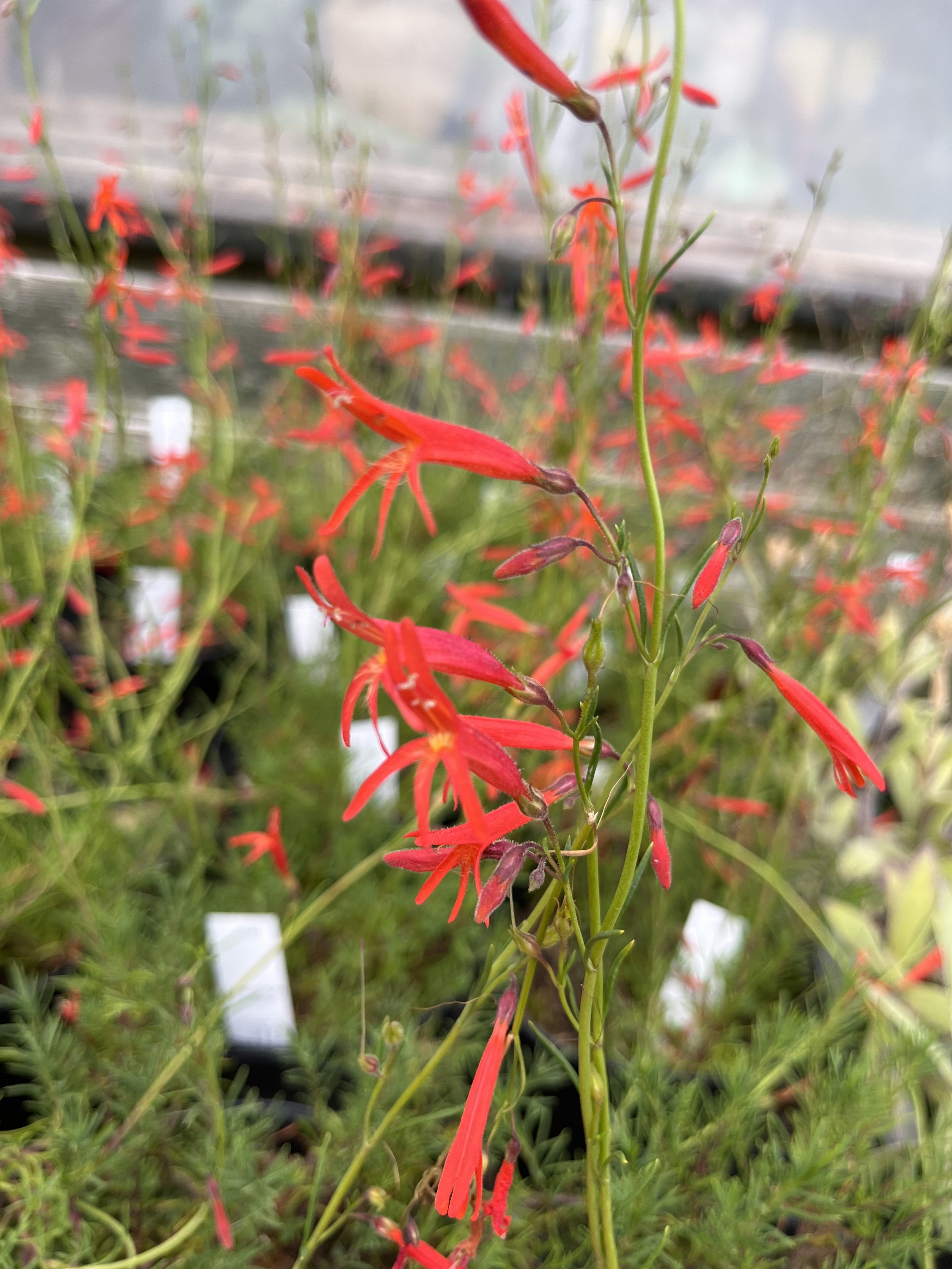 Penstemon pinifolius