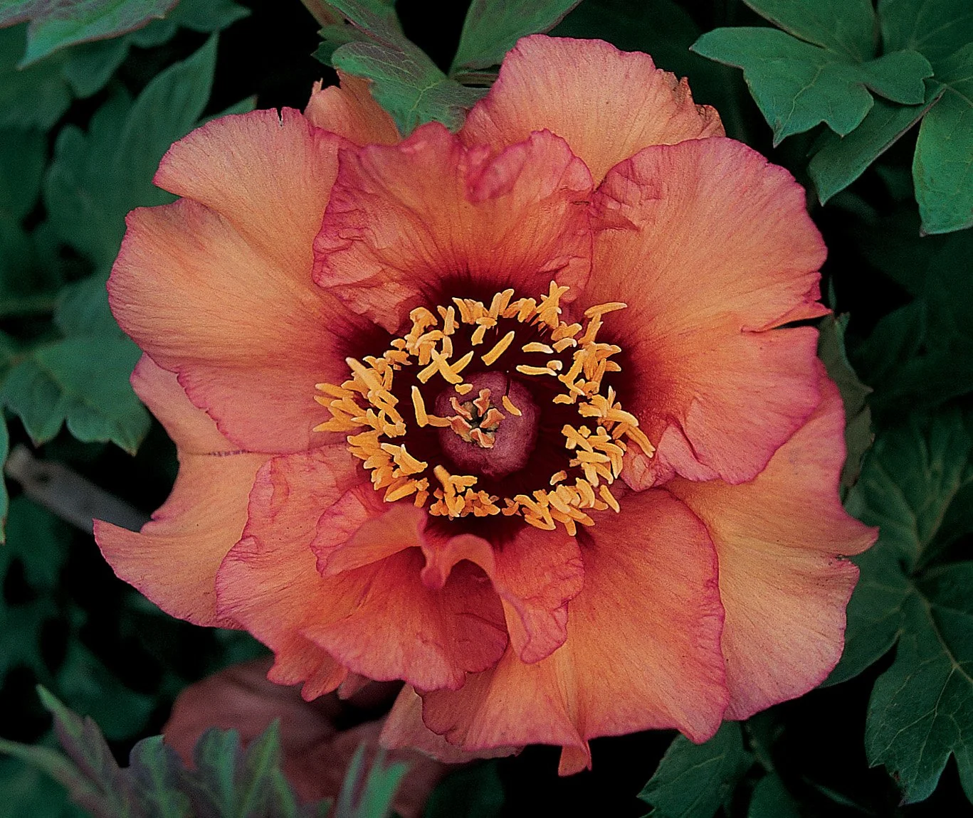 Paeonia (tree) 'Terpsichore'
