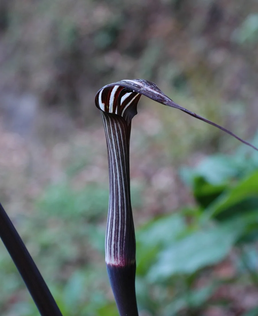 Arisaema concinnum(sat).jpg