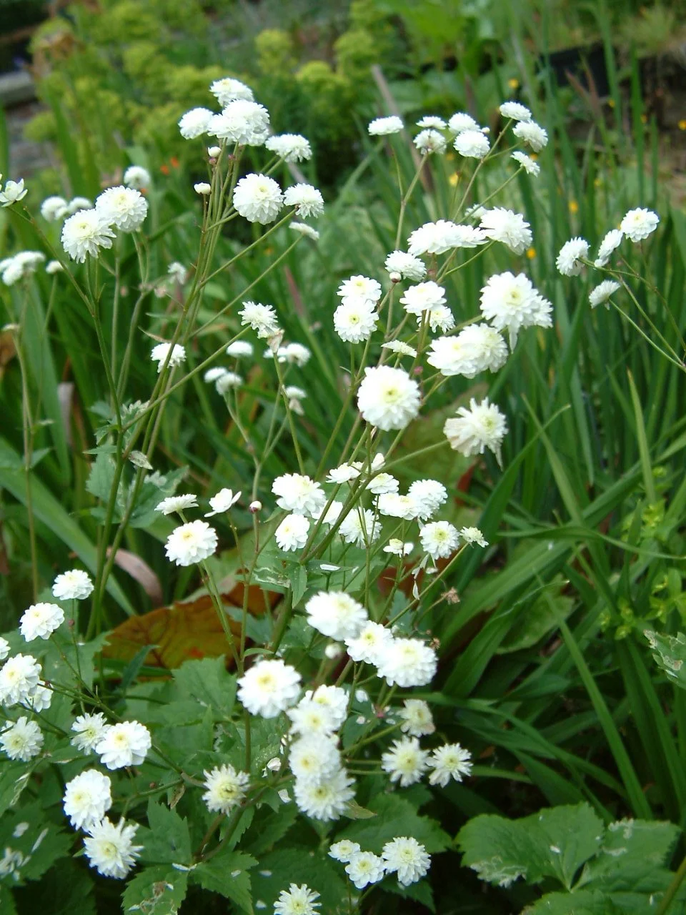 Ranubculus aconitifolius Flora Plena1.jpg
