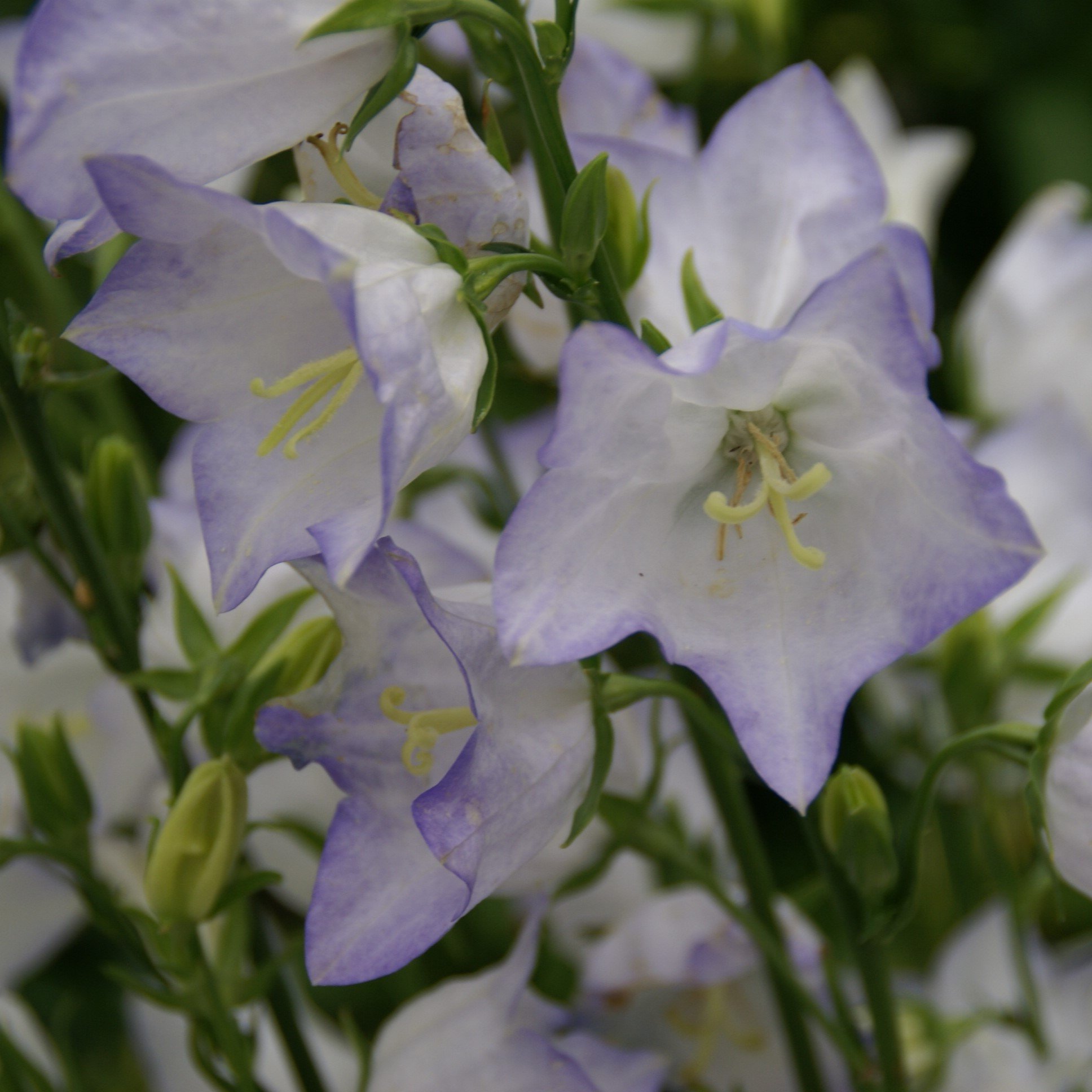 Campanula persicifolia 'Chettle Charm'