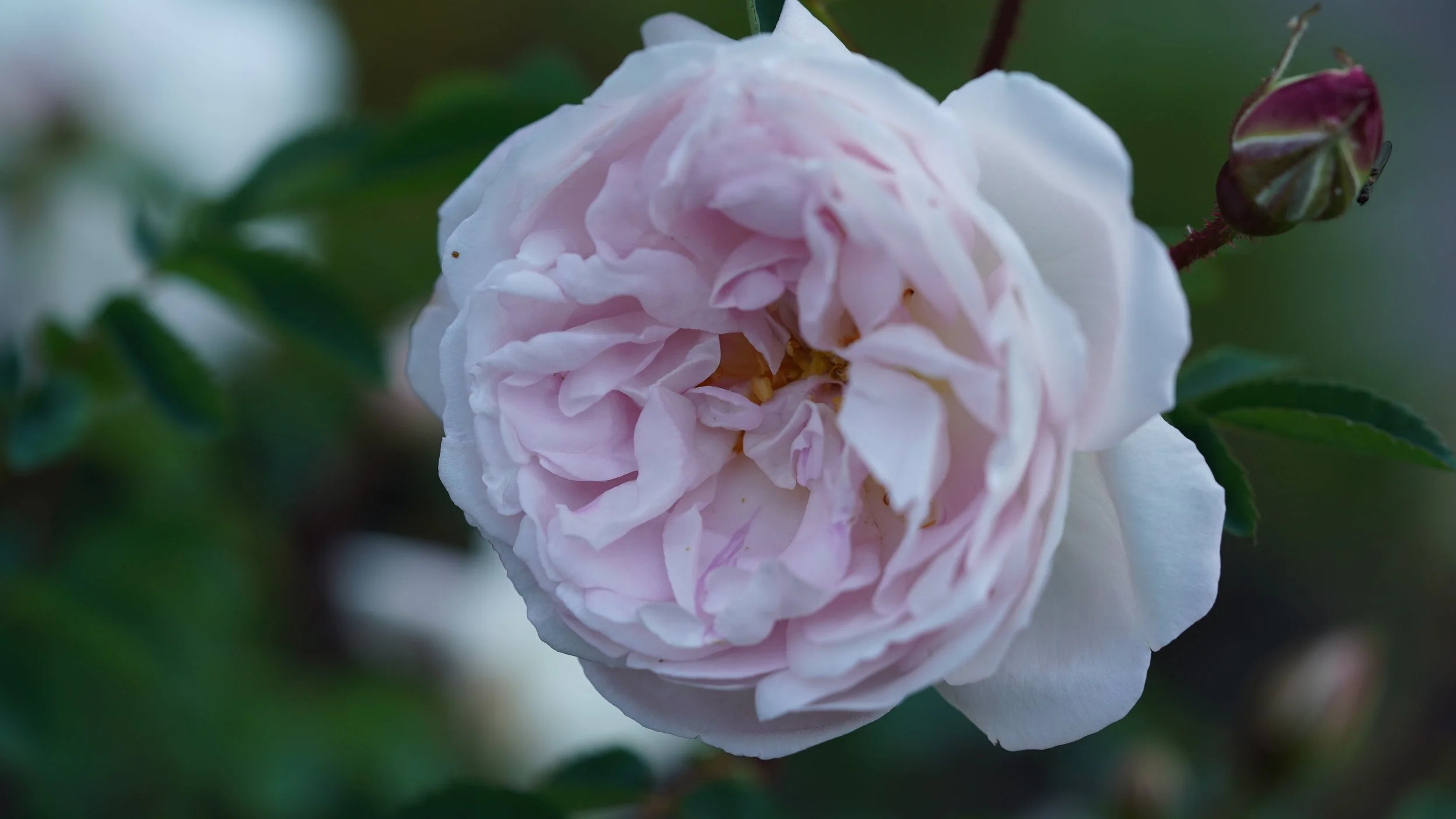 Rosa spinossisima 'Maria'