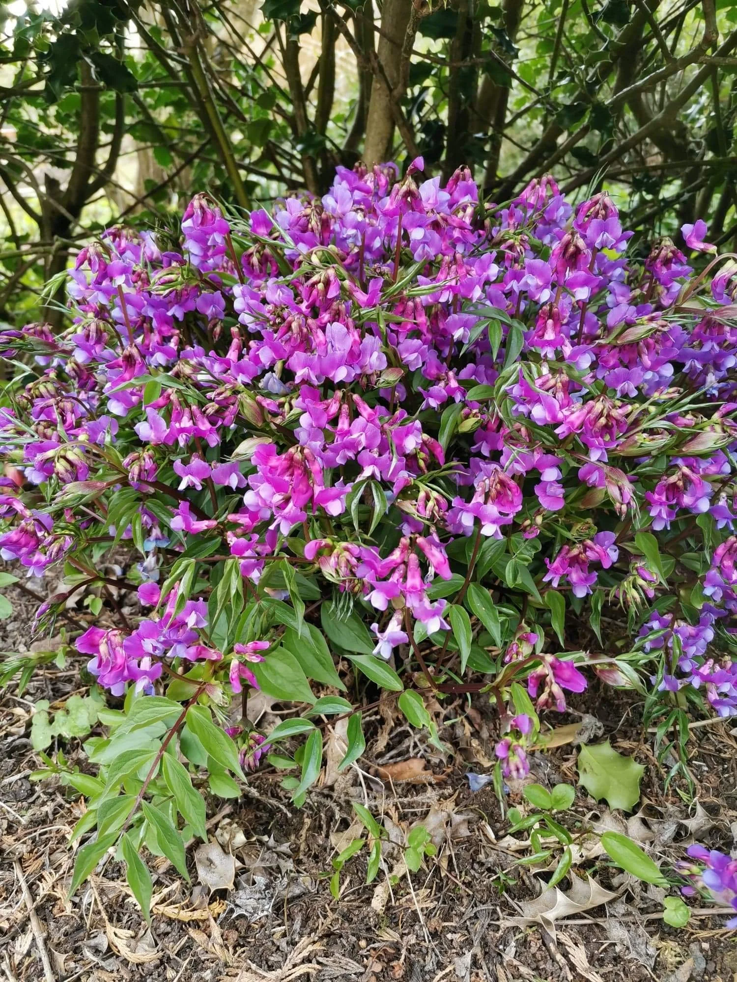 Lathyrus vernus.jpeg