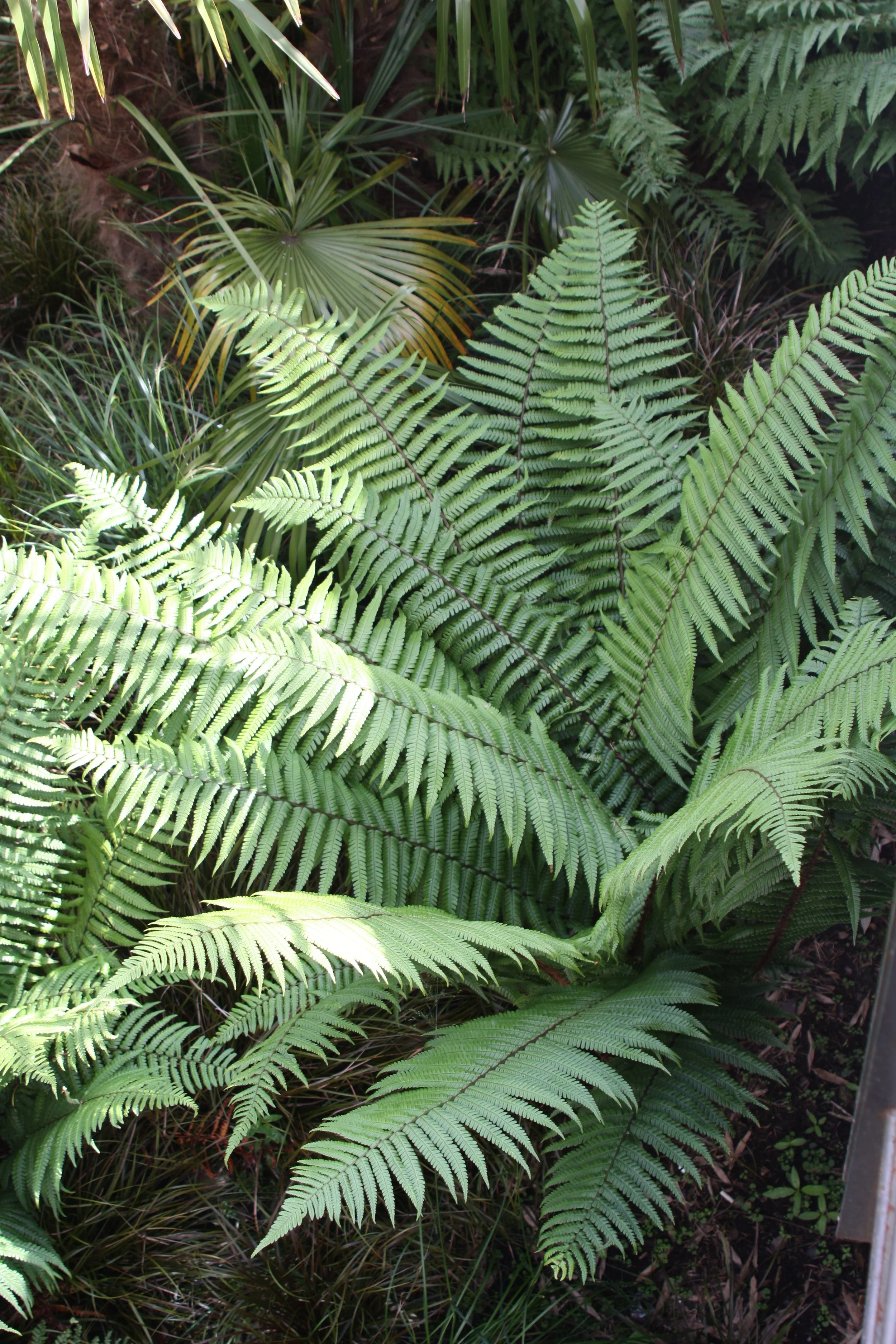 Dryopteris wallichiana
