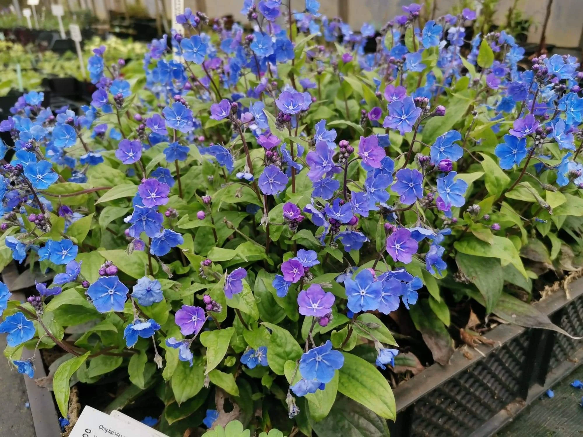 Omphalodes 'Cherry Ingram'.jpeg