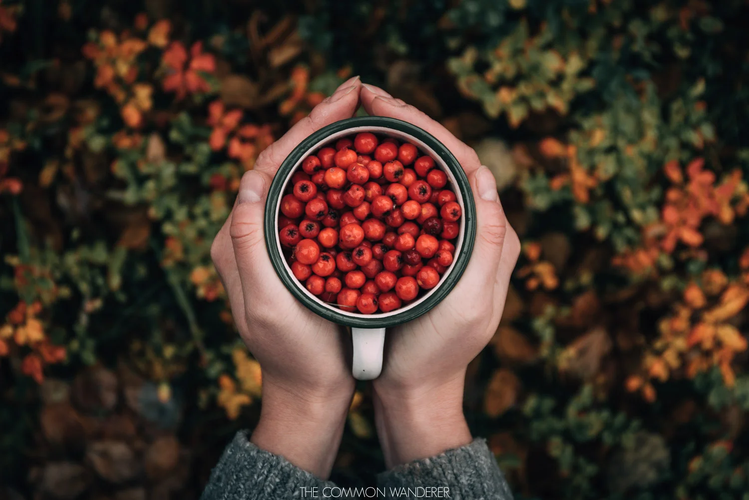 A woman holding rowanberries in Swedish Lapland