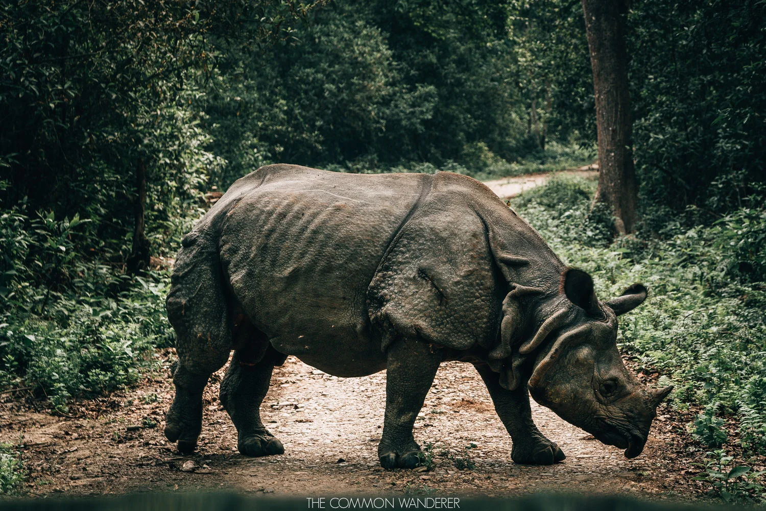A rhino in Chitwan National park - 30 photos that will make you want to visit Nepal
