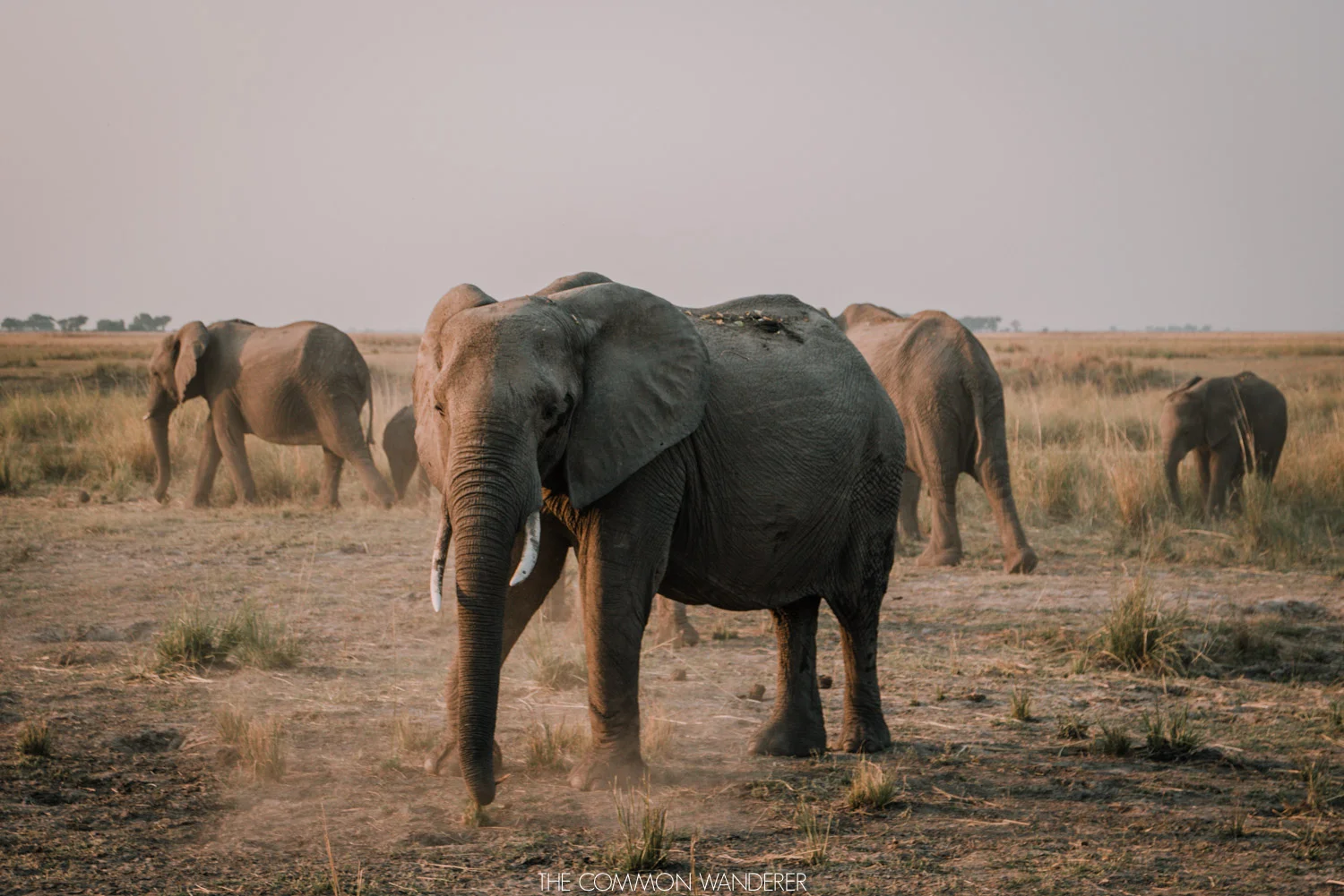 A elephant kicks up dirt in Chobe National Park, Botwana - The Common Wanderer