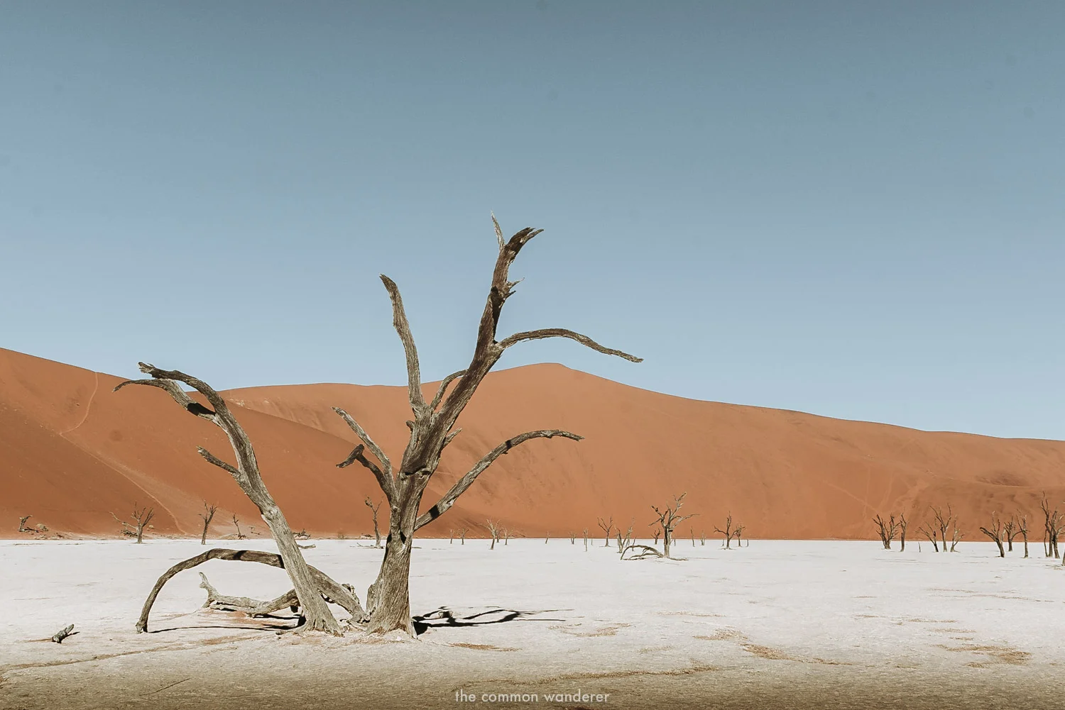 Deadvlei clay pan in Sossusvlei, Namibia