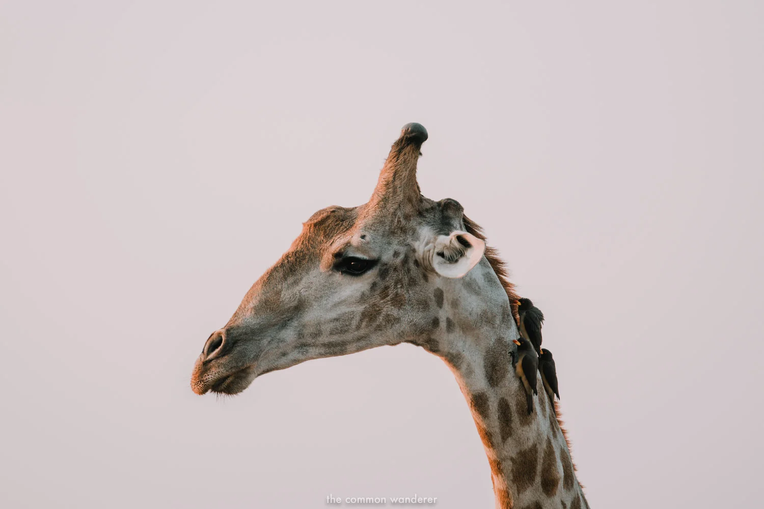 The profile of a Giraffe with bird on it's next, Etosha National Park, Namibia