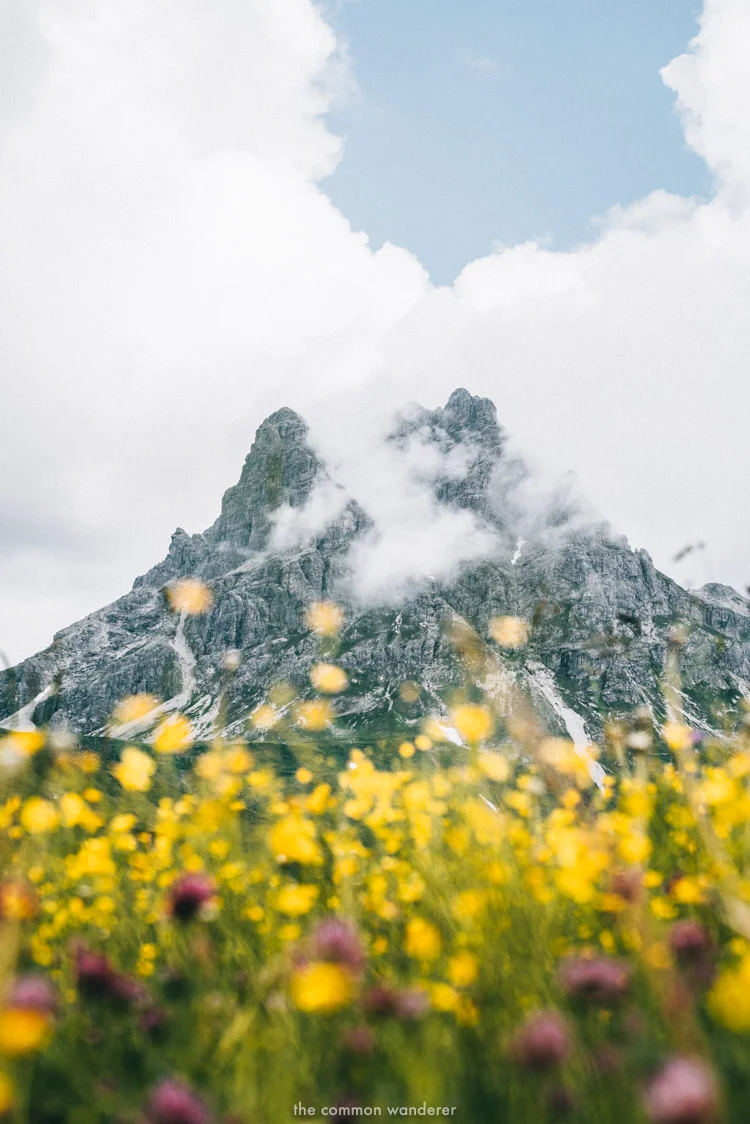 Wildflowers with a mountain in the background, Vorarlberg, Austria