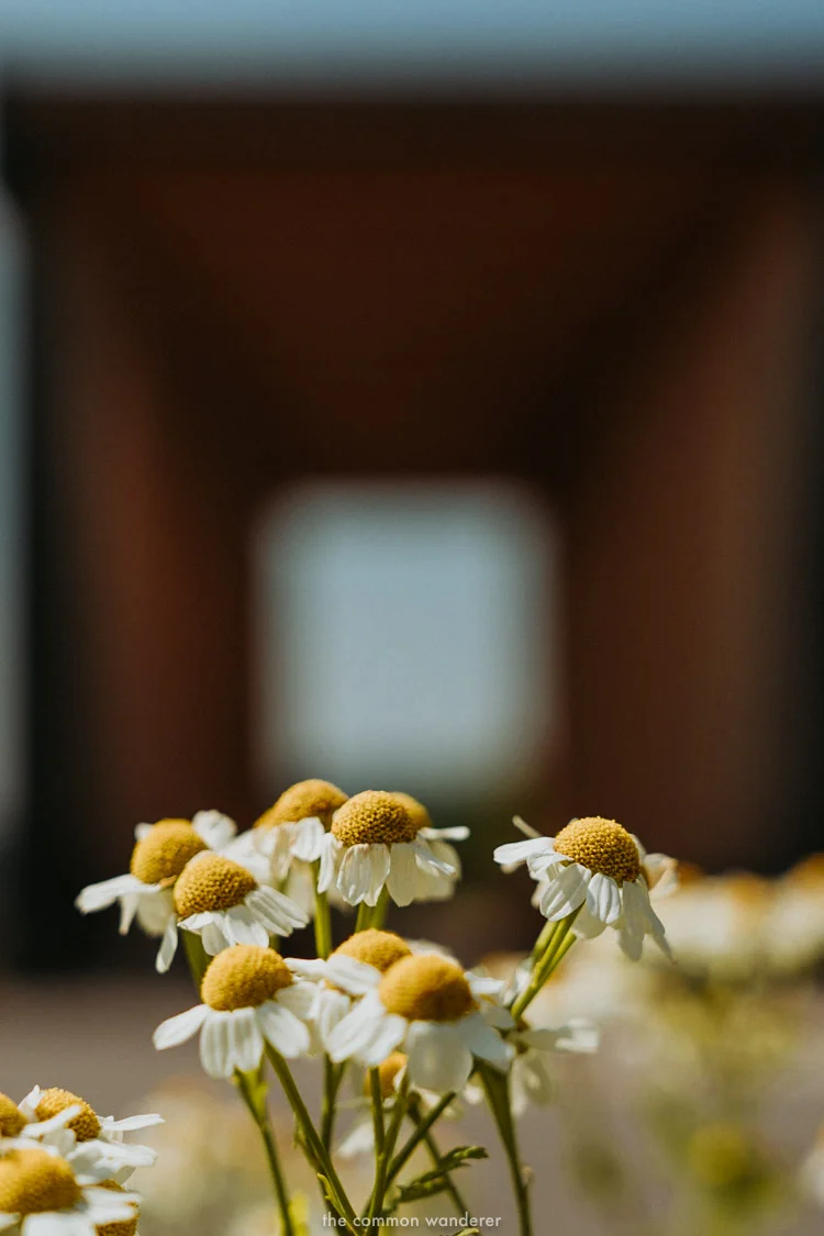 Flowers in front of the bus stop Krumbach installation, Bregenzerwald