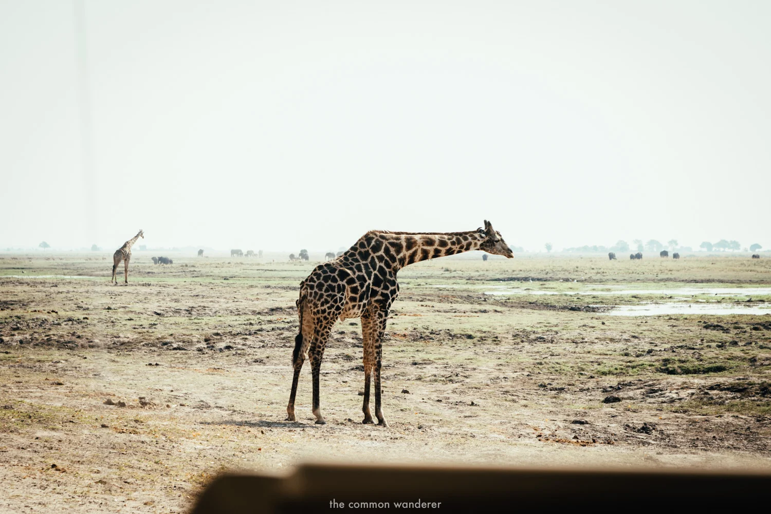 A giraffe in etosha national park Namibia