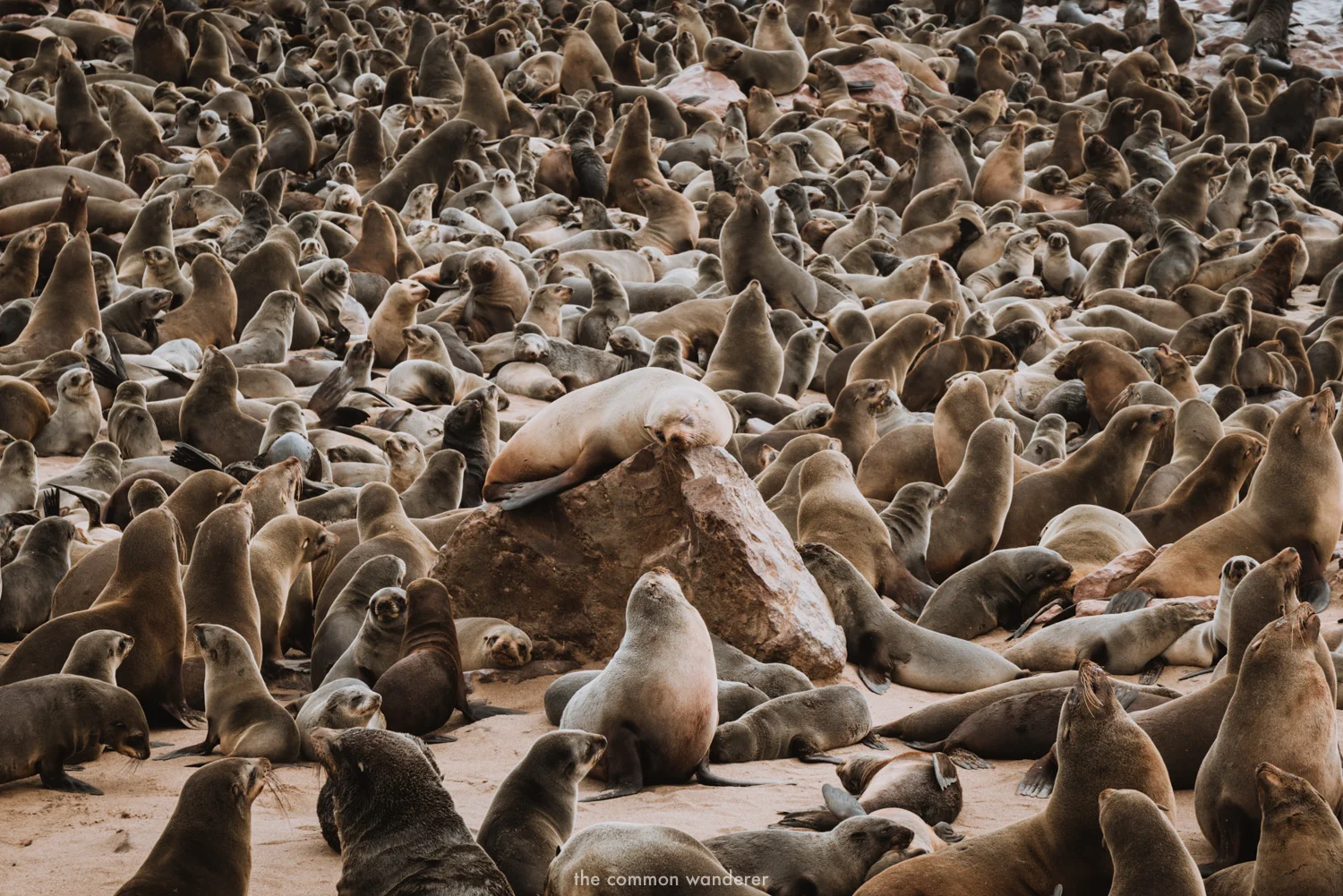 Cape Cross Seal Colony in Namibia