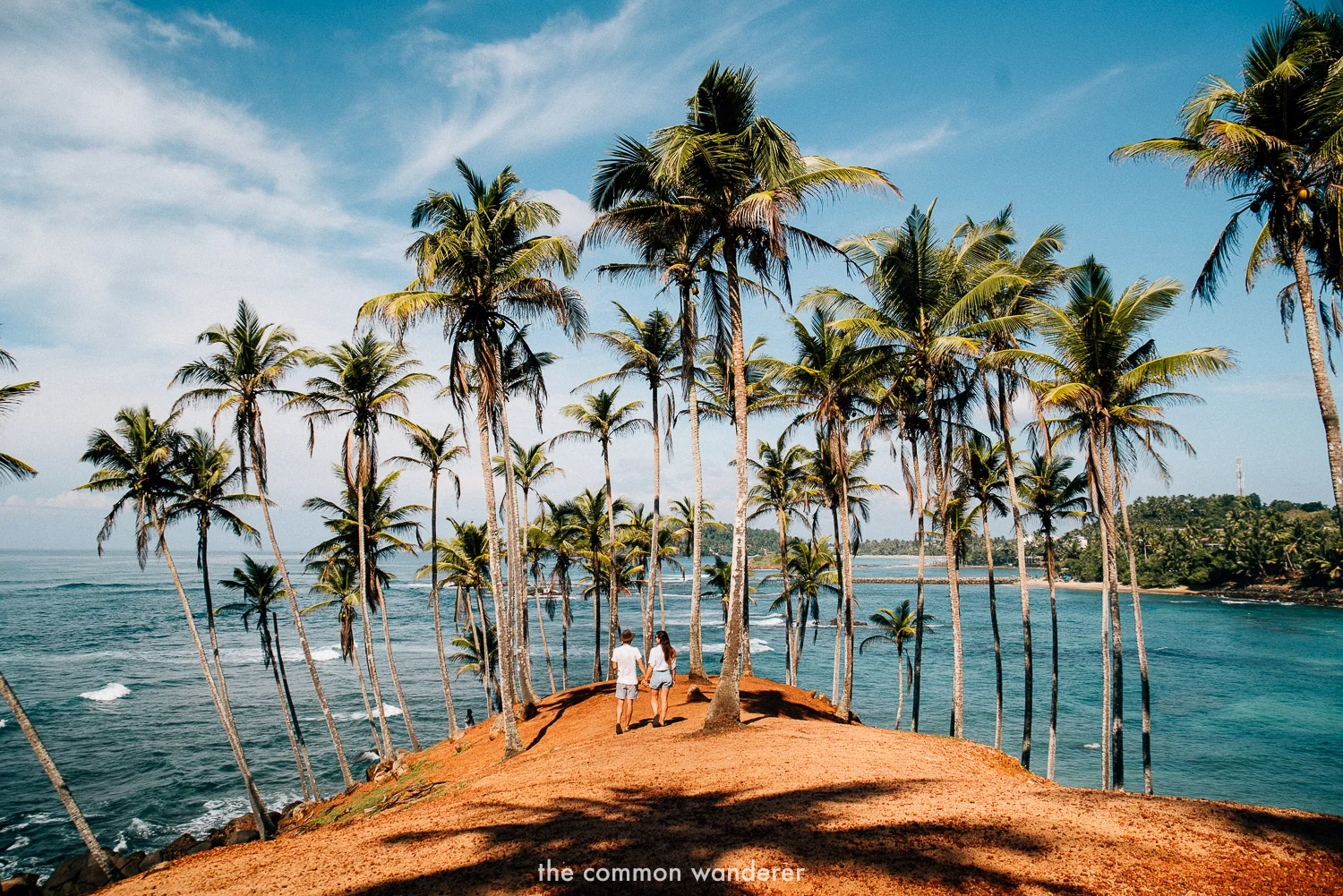 Coconut palms of Mirissa - Best things to see and do in Sri Lanka