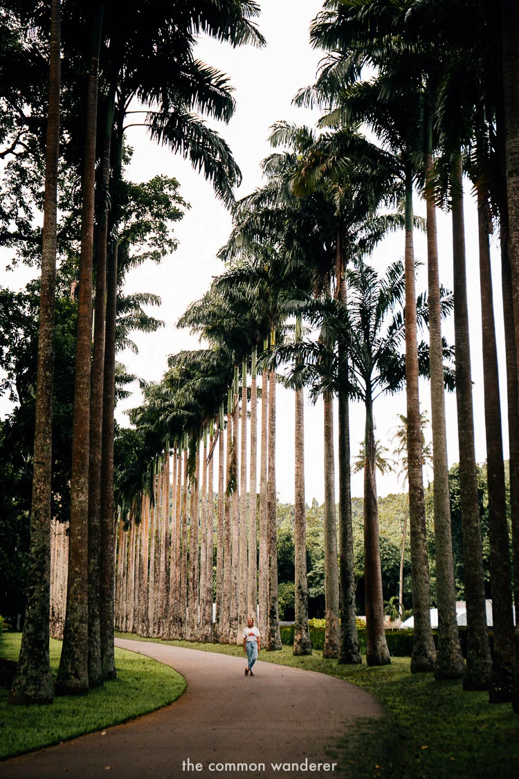 Peradeniya Gardens in Kandy - best things to do in Sri Lanka