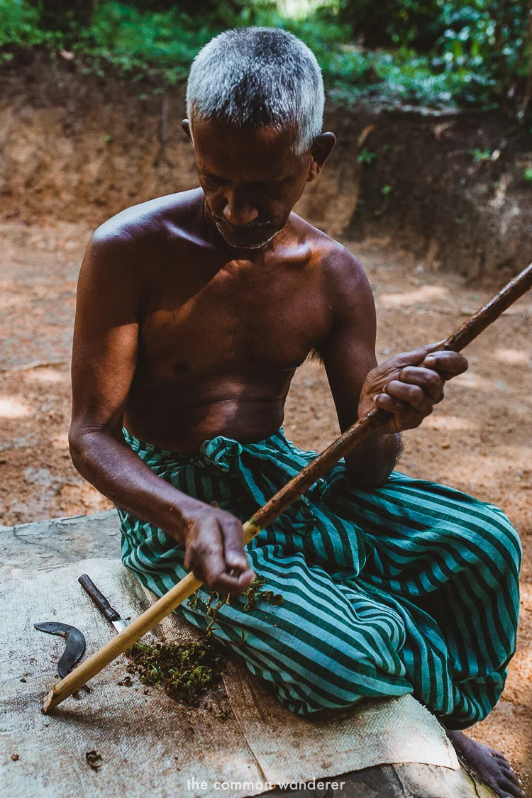 Cinnamon making process on cinnamon island, Koggala Lake