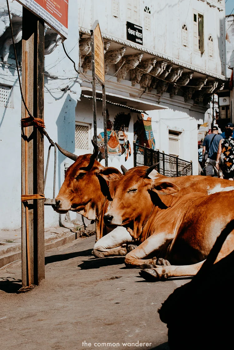 cows chilling by the roadside in India
