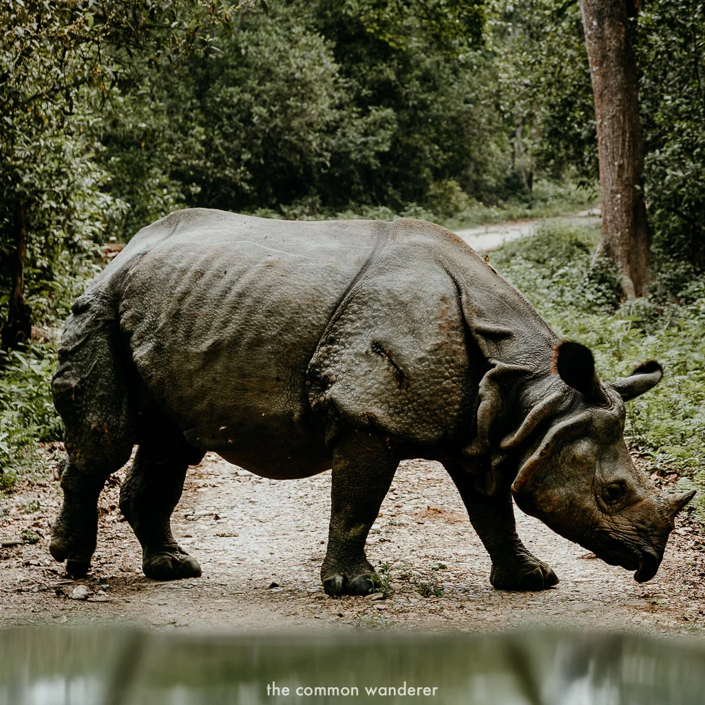 Spotting a rhino in Chitwan National Park