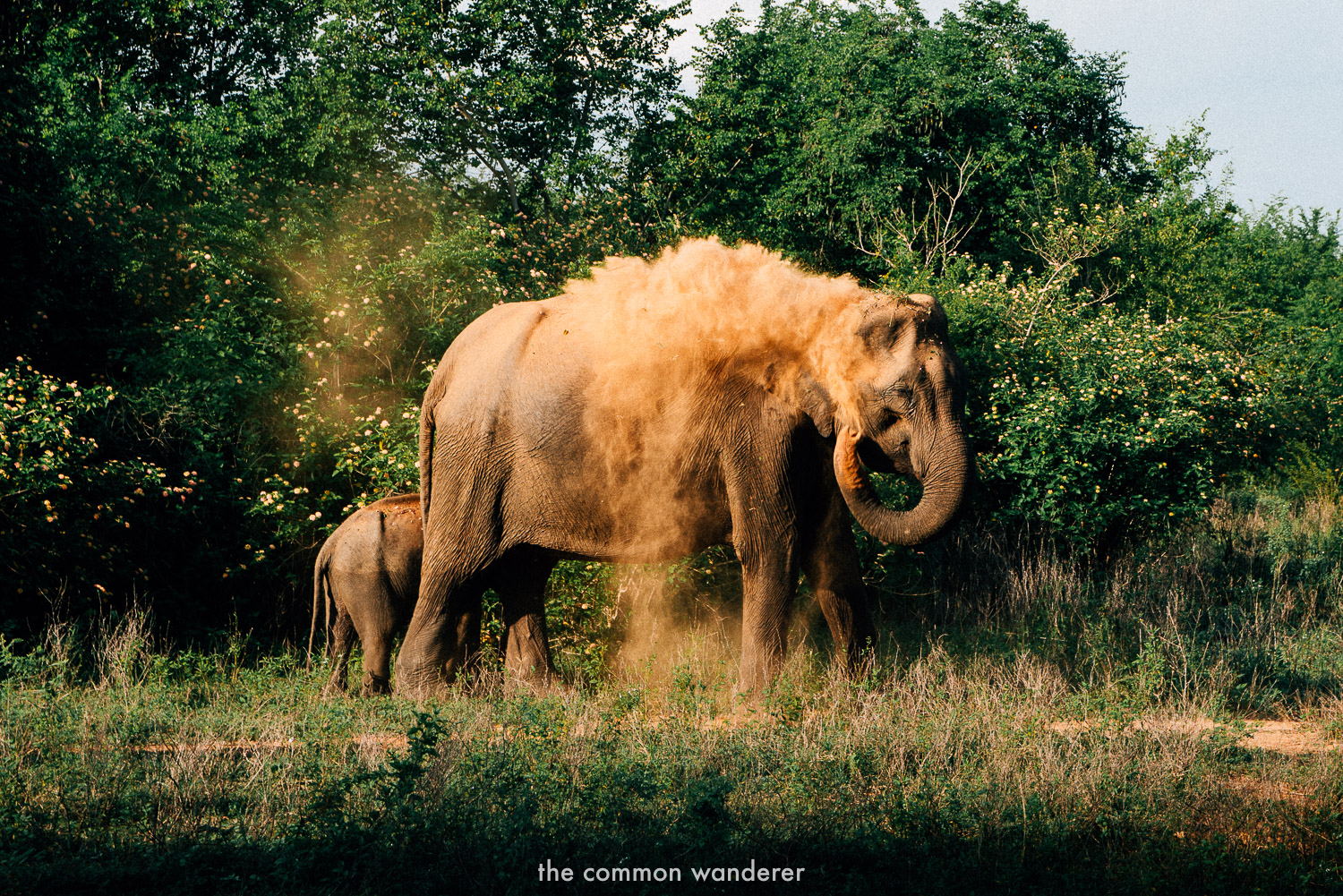 An elephant in the wilds of Sri Lanka, where they should be