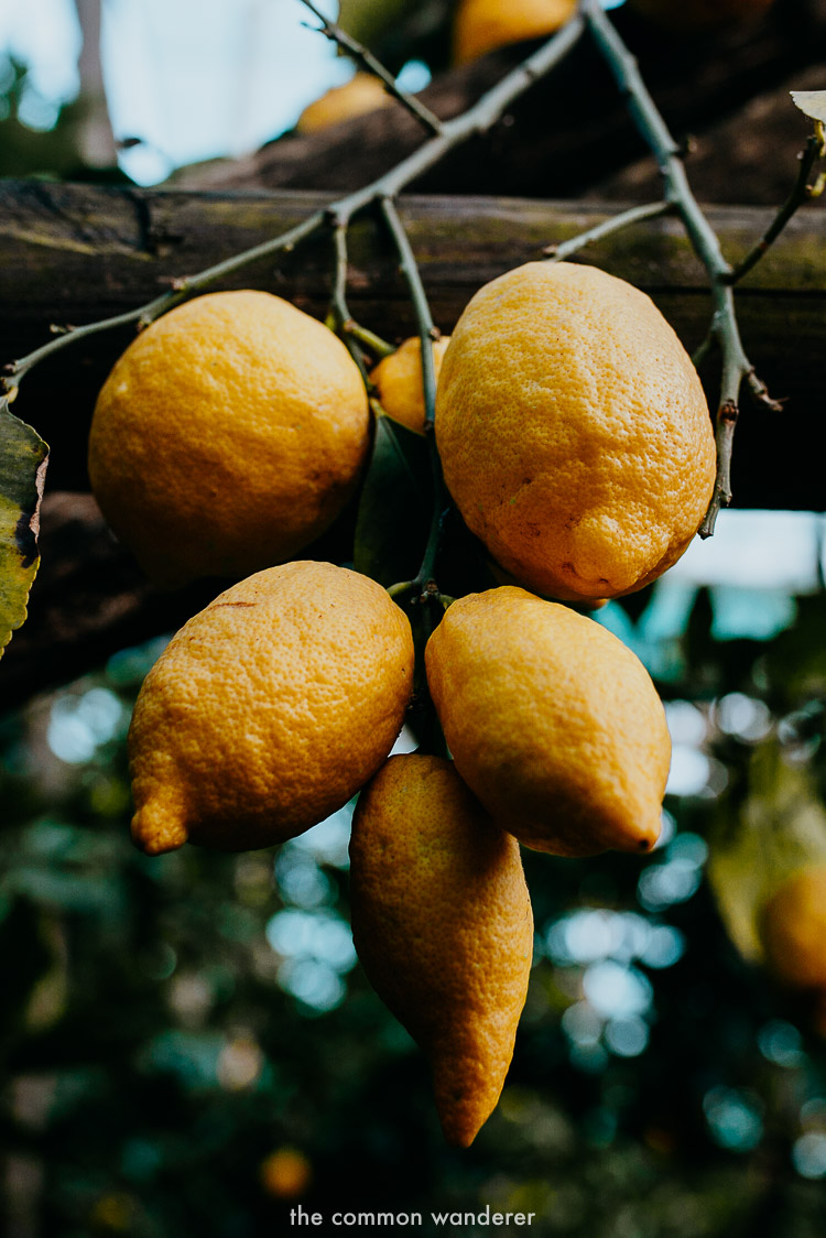 Lemons used for Limoncello