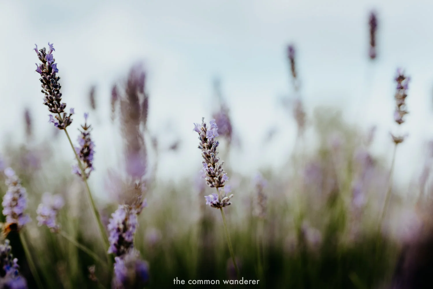 Exploring the lavender fields near Stari Grad, Hvar