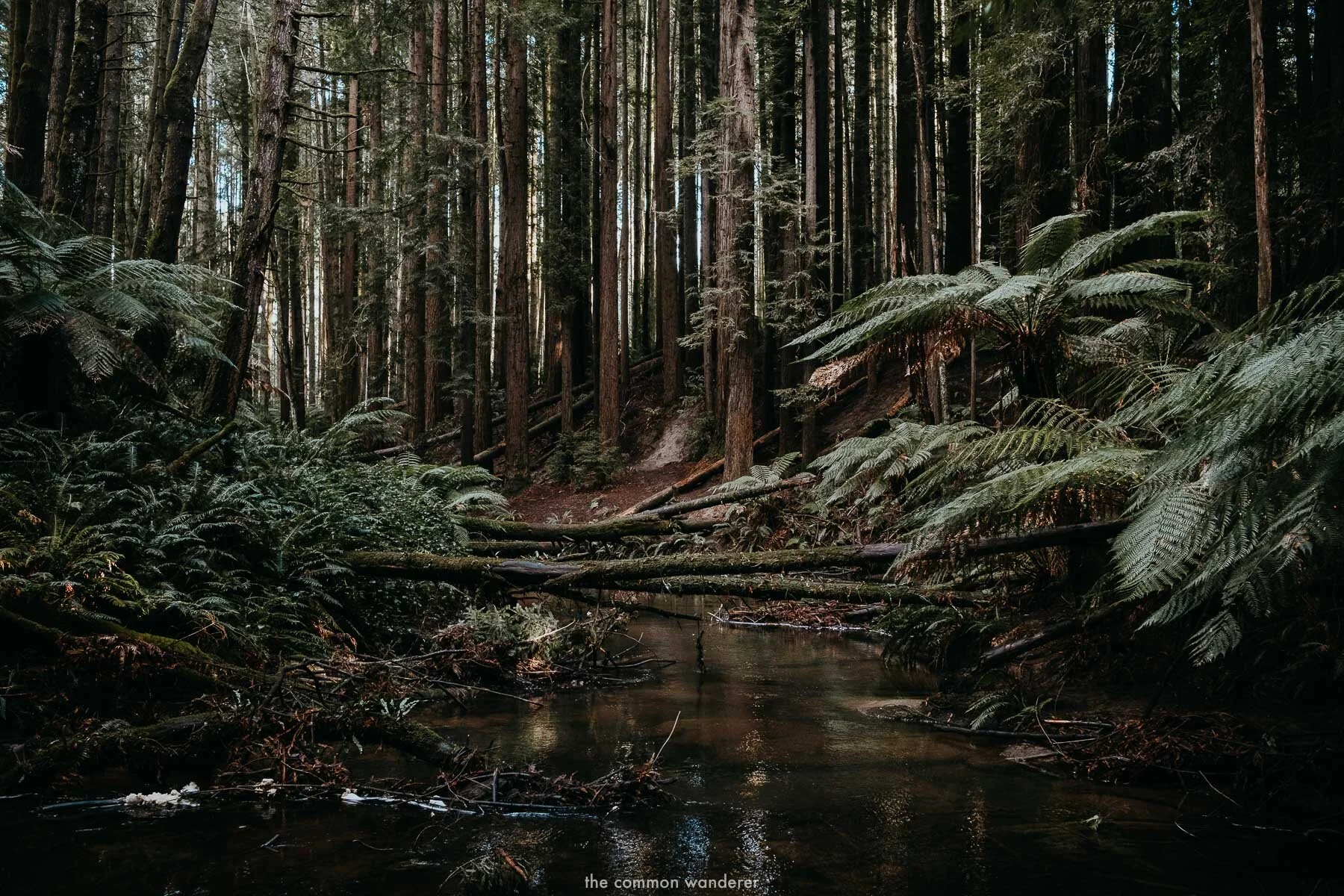 A Guide to the Mystical Redwood Forest in the Otways The Common Wanderer