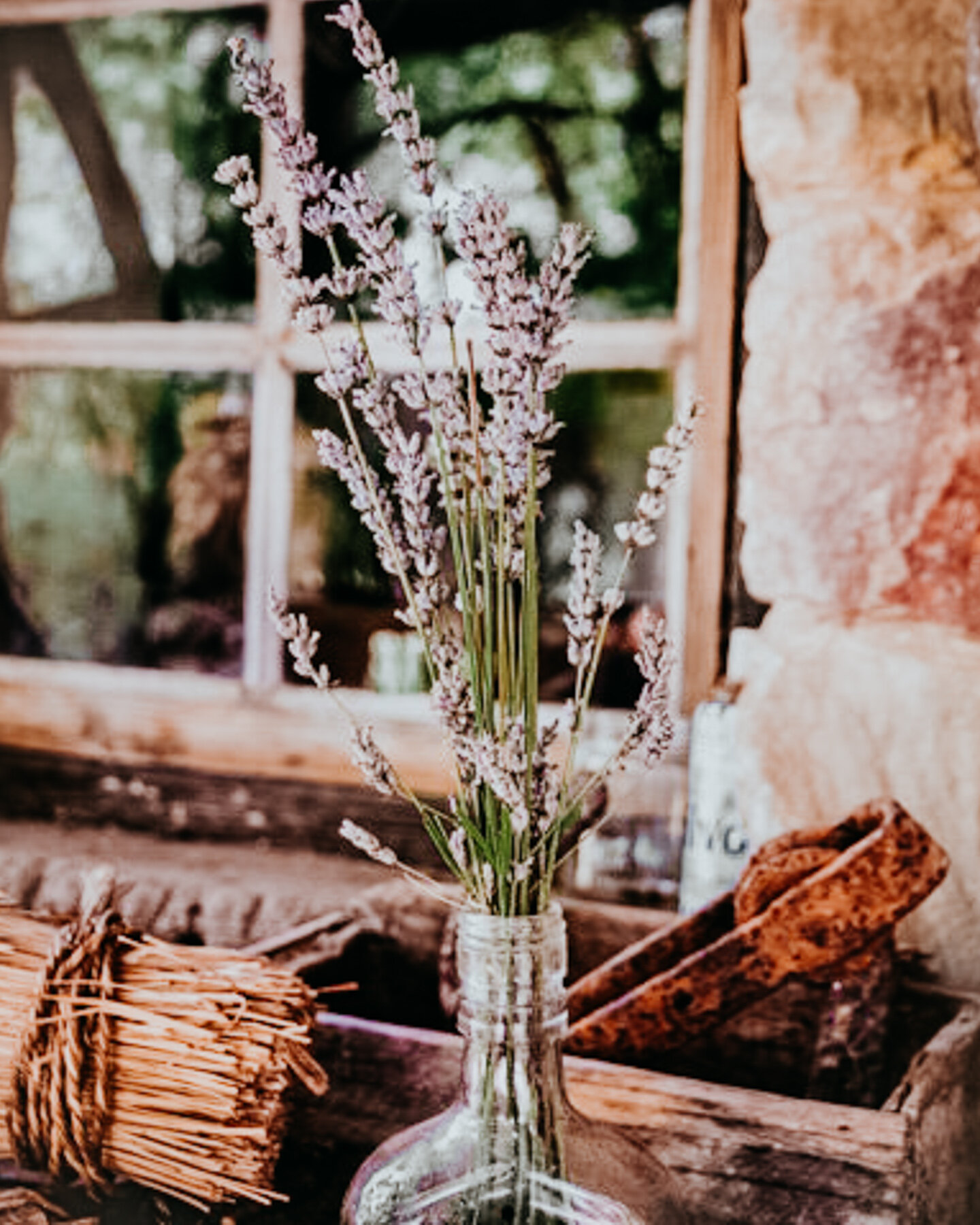  Lavender on display at Lavandula Swiss Italian Farm in Daylesford, a must-see place in the region! 