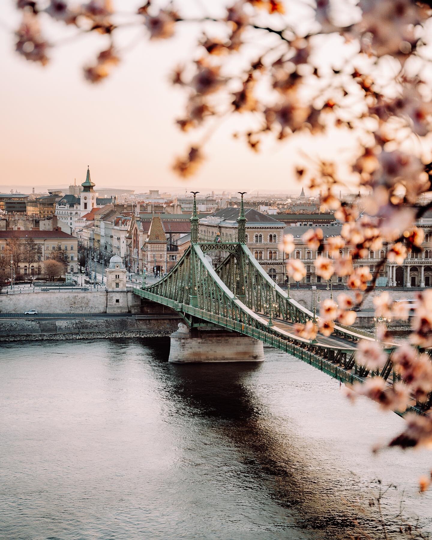 向布达佩斯最著名的树——盖勒特山上的杏花打个招呼吧，它可以俯瞰自由桥。它们只能维持一两个星期，但是当它们在这里的时候，它们不是非常漂亮吗?W