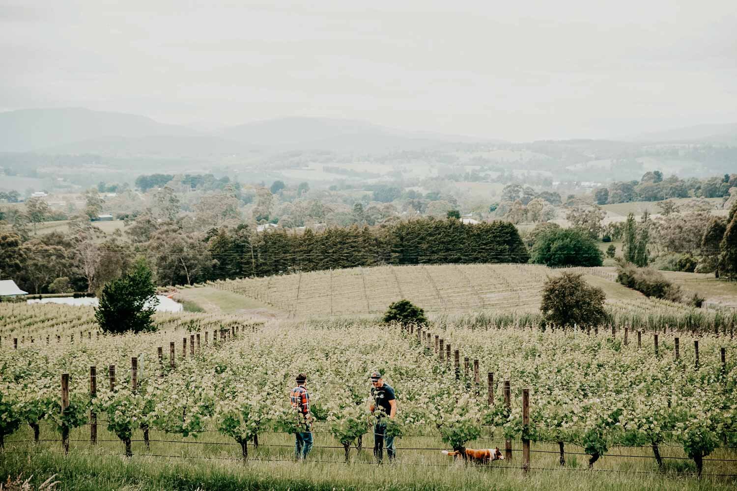 yarra valley places to visit