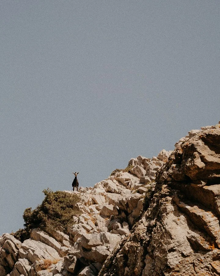 The_Common_Wanderer_-122.jpg