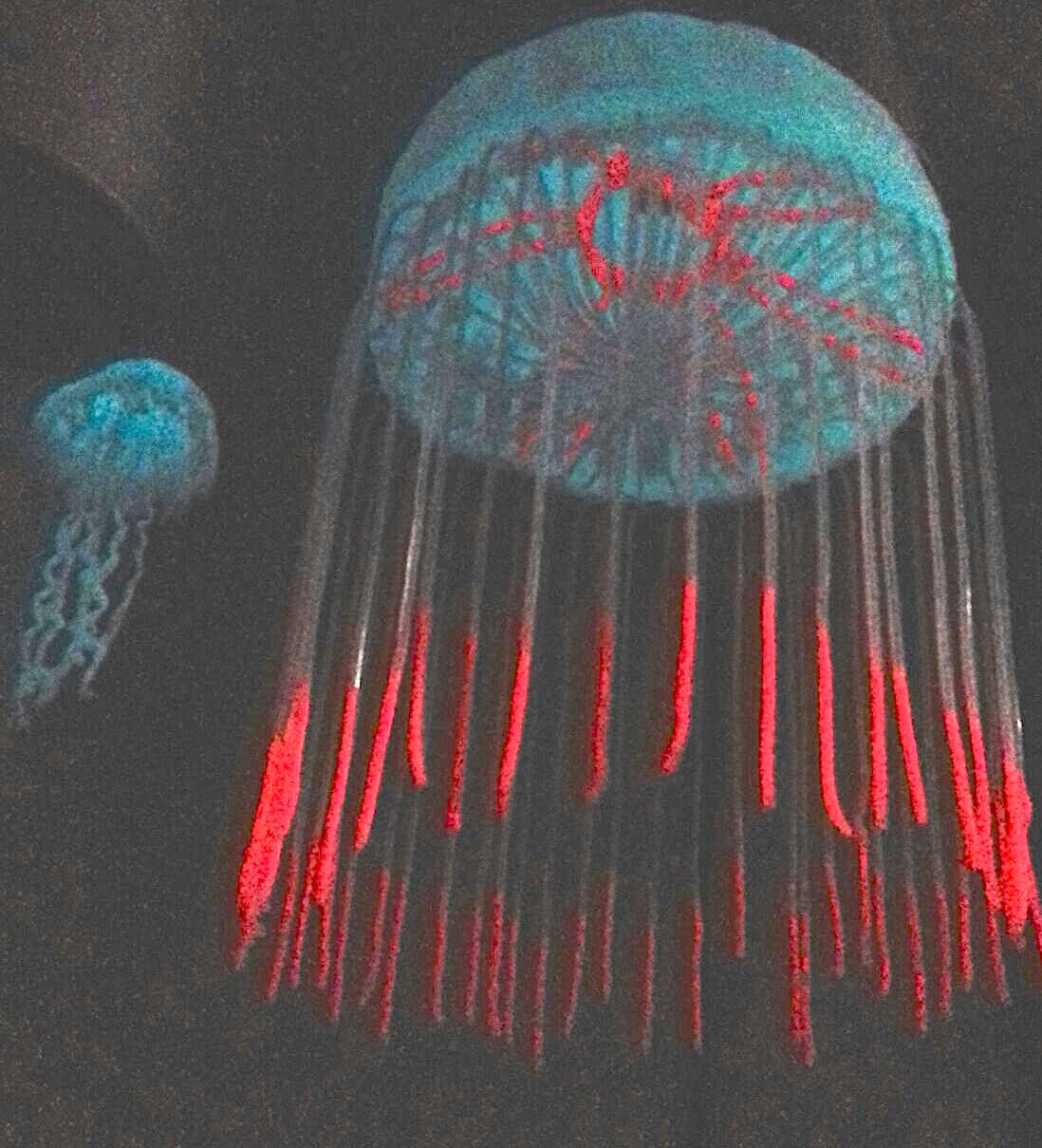Phosphorescent halitrephes