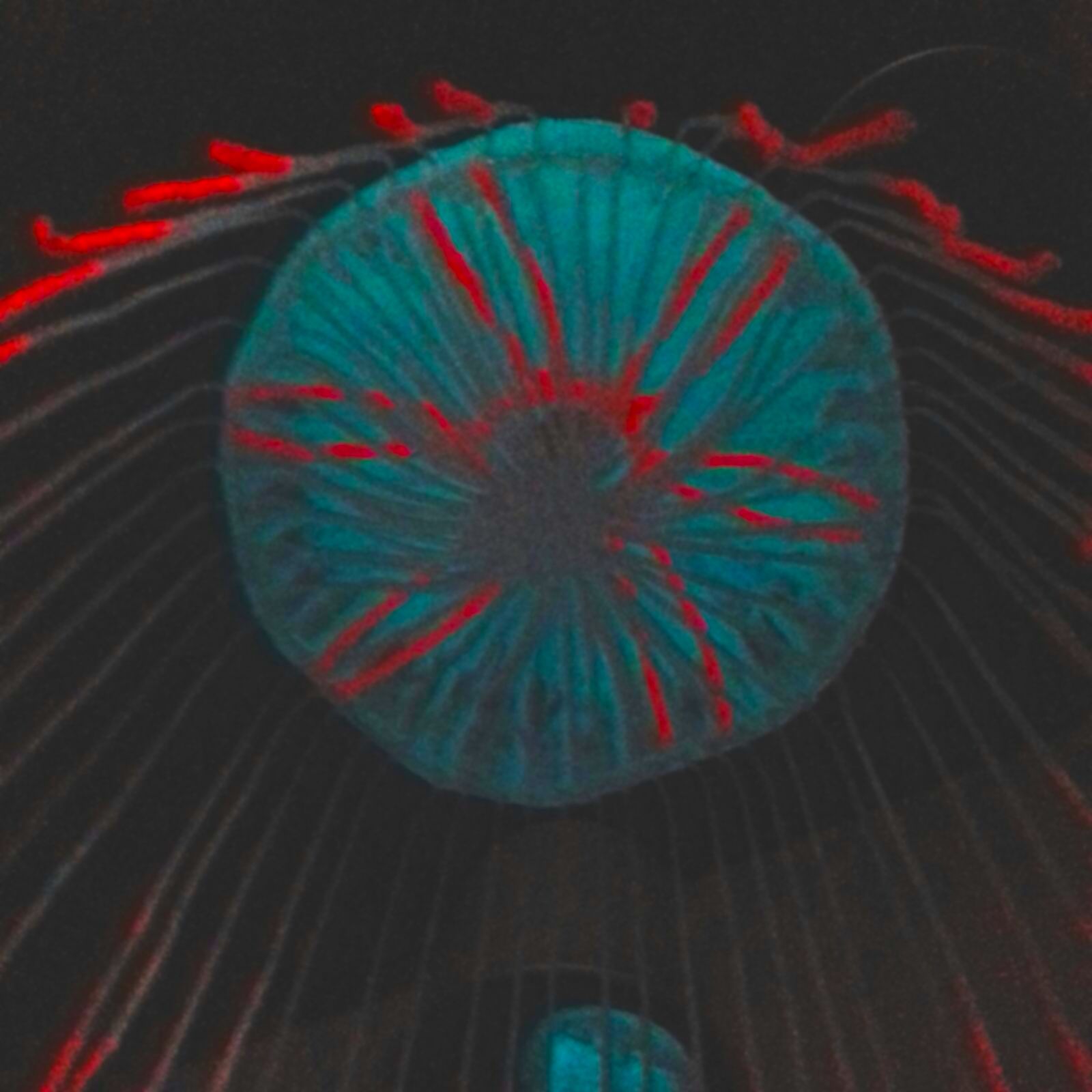 Phosphorescent halitrephes