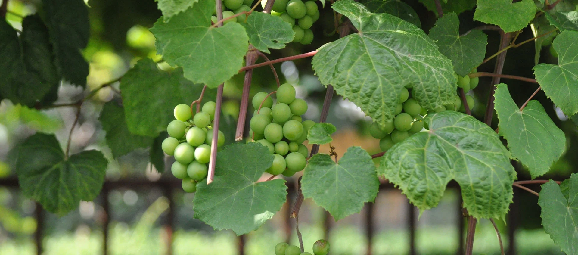 organic grapes.jpg