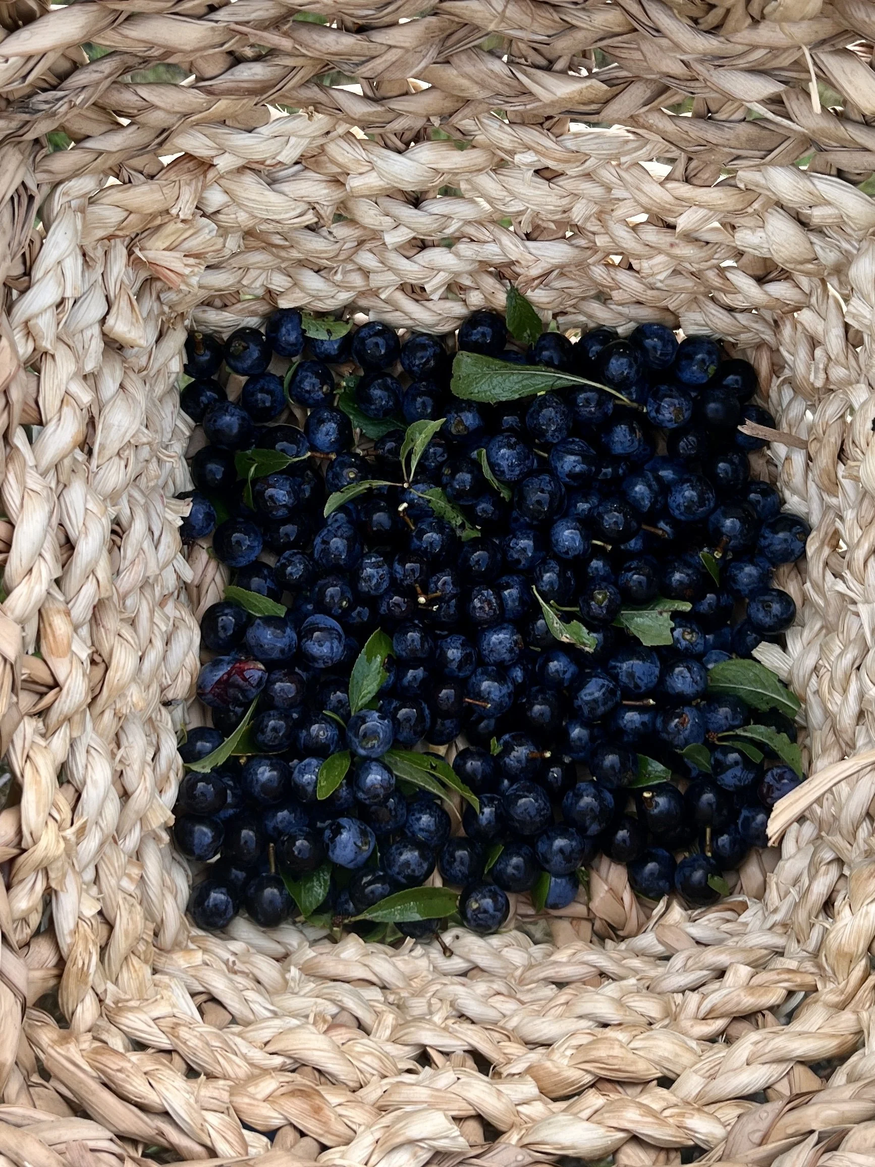Grace Natural Dye Workshop 2.jpeg