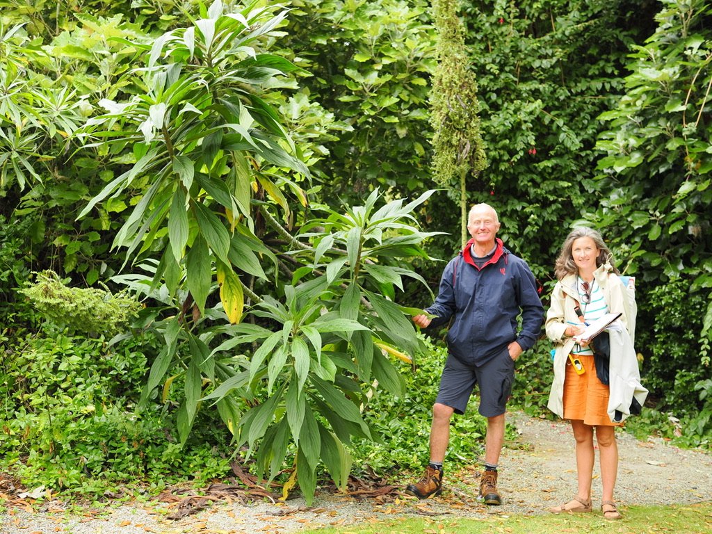 New art works capture Tresco’s unique hybrids