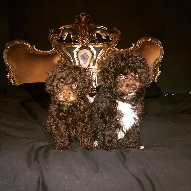 Introducing our new little Essex ball of fluff 🐩 Leo (aka Mate!)
I am Babes new fur bruv! Follow Babes and I on our woofing mad adventures @babes_and_mate 🐾
.
.
.
.
.
#woofwoof #babes #leo #mate #furbabies #fluff #curly #chocolate #essexboy #double