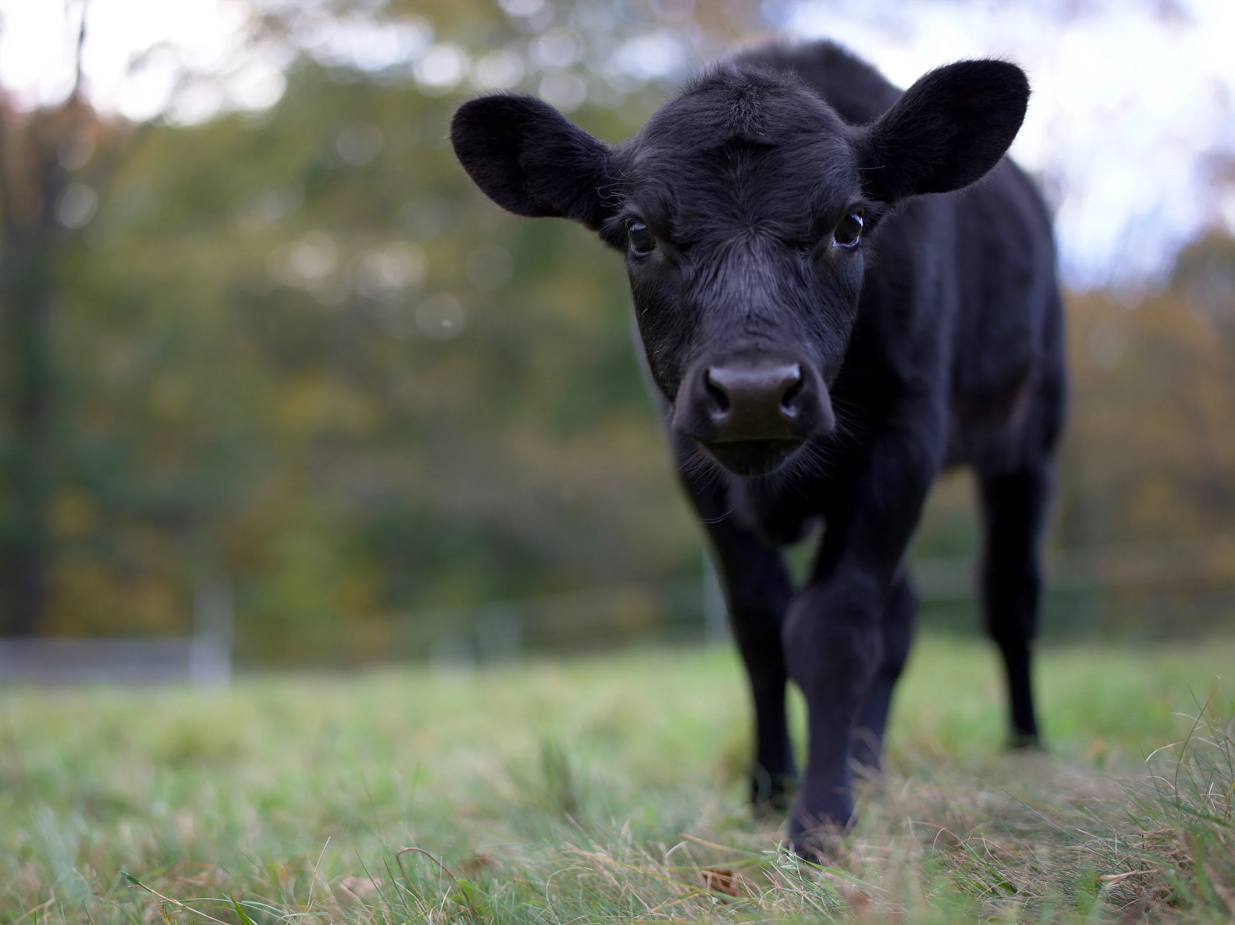 Black Calf