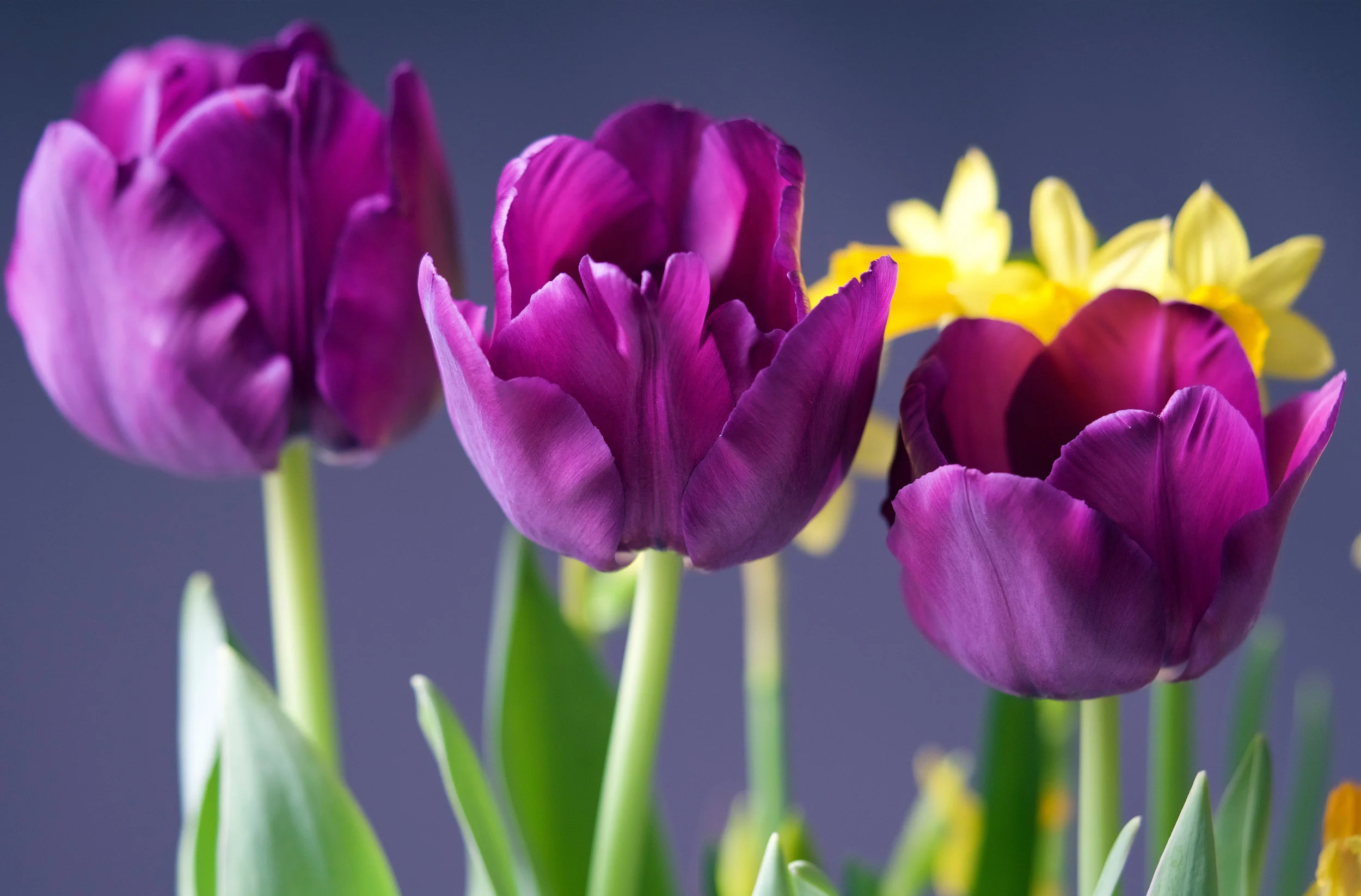 flowers1.jpg