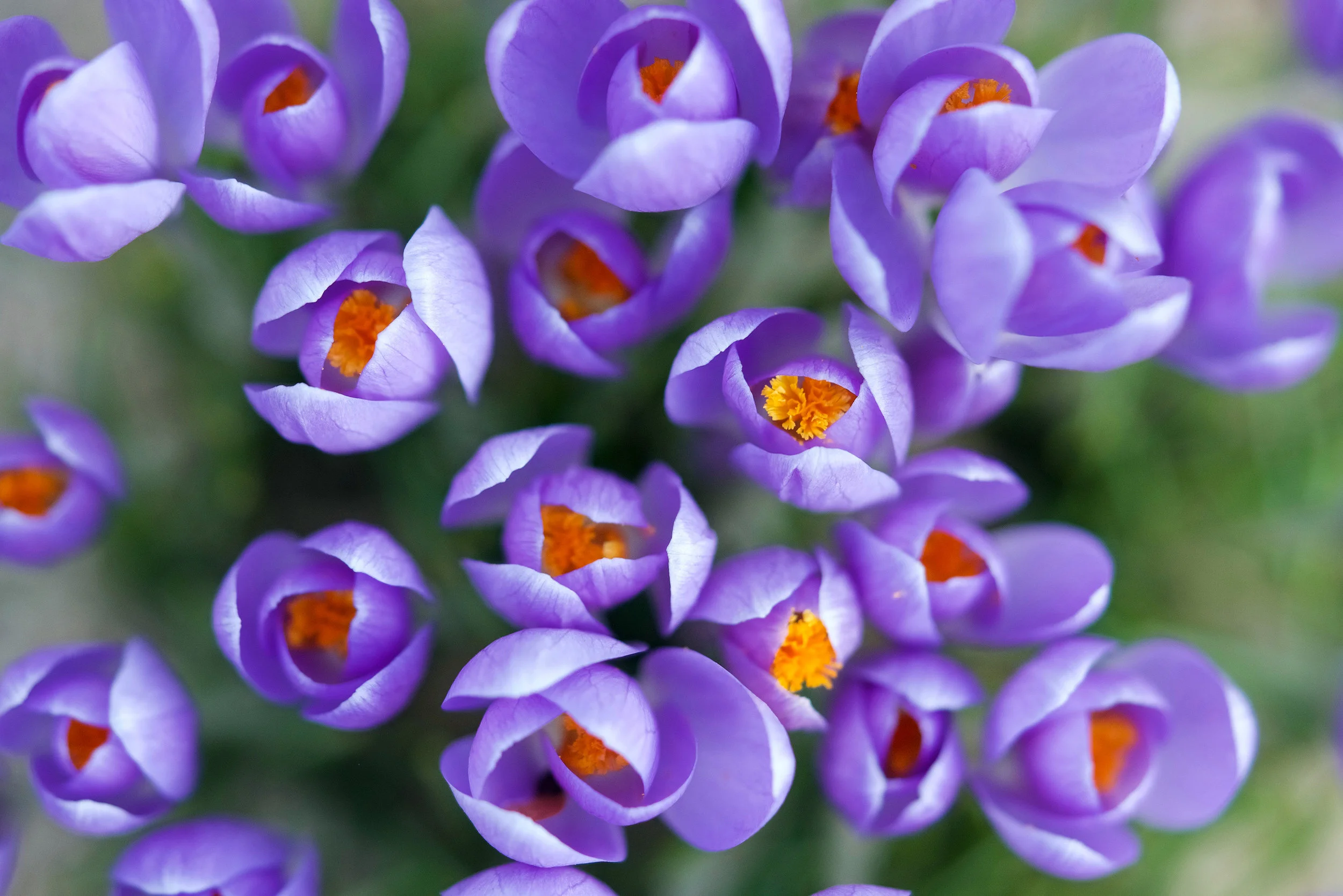 flowers.jpg