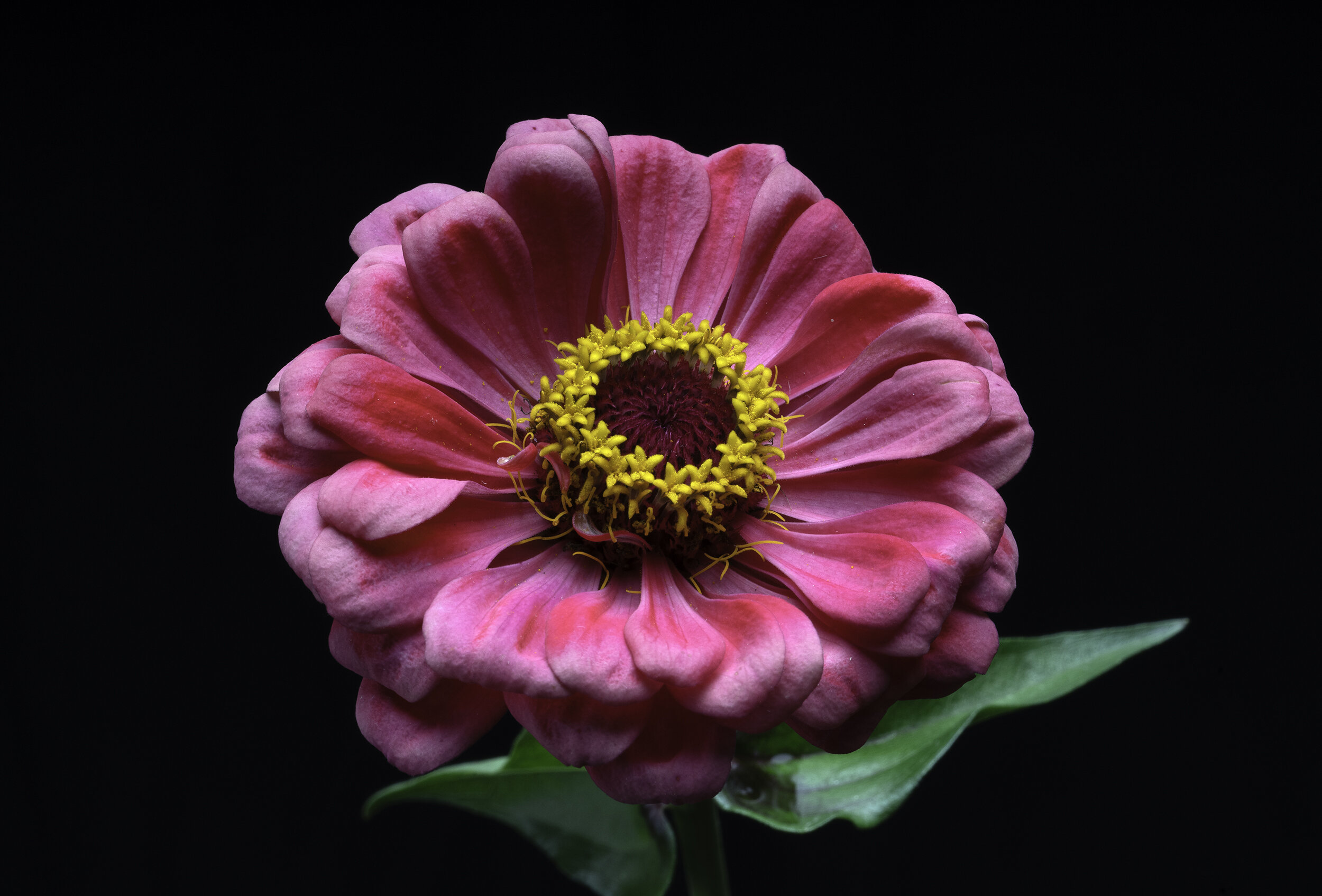 HannahFlower.jpg