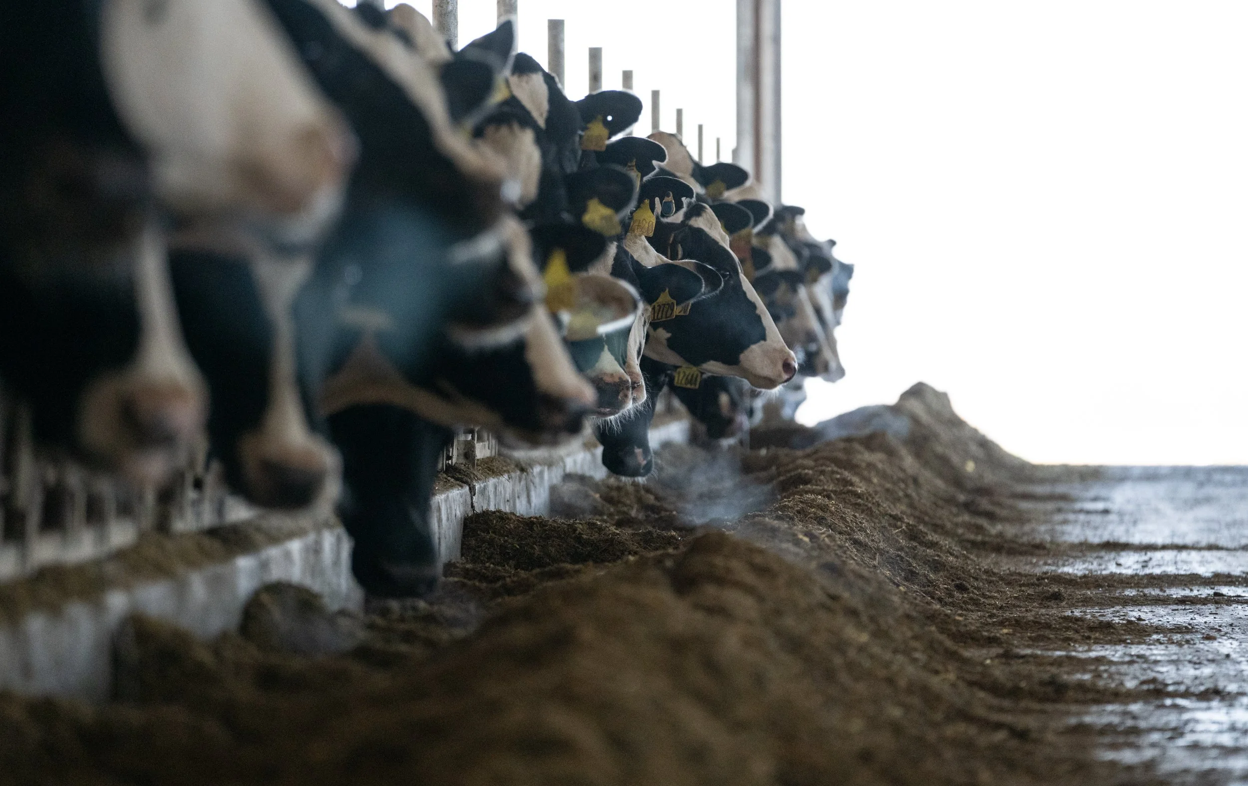 Lipinski-NYDairyAward-Mondo-Edited-27.jpg