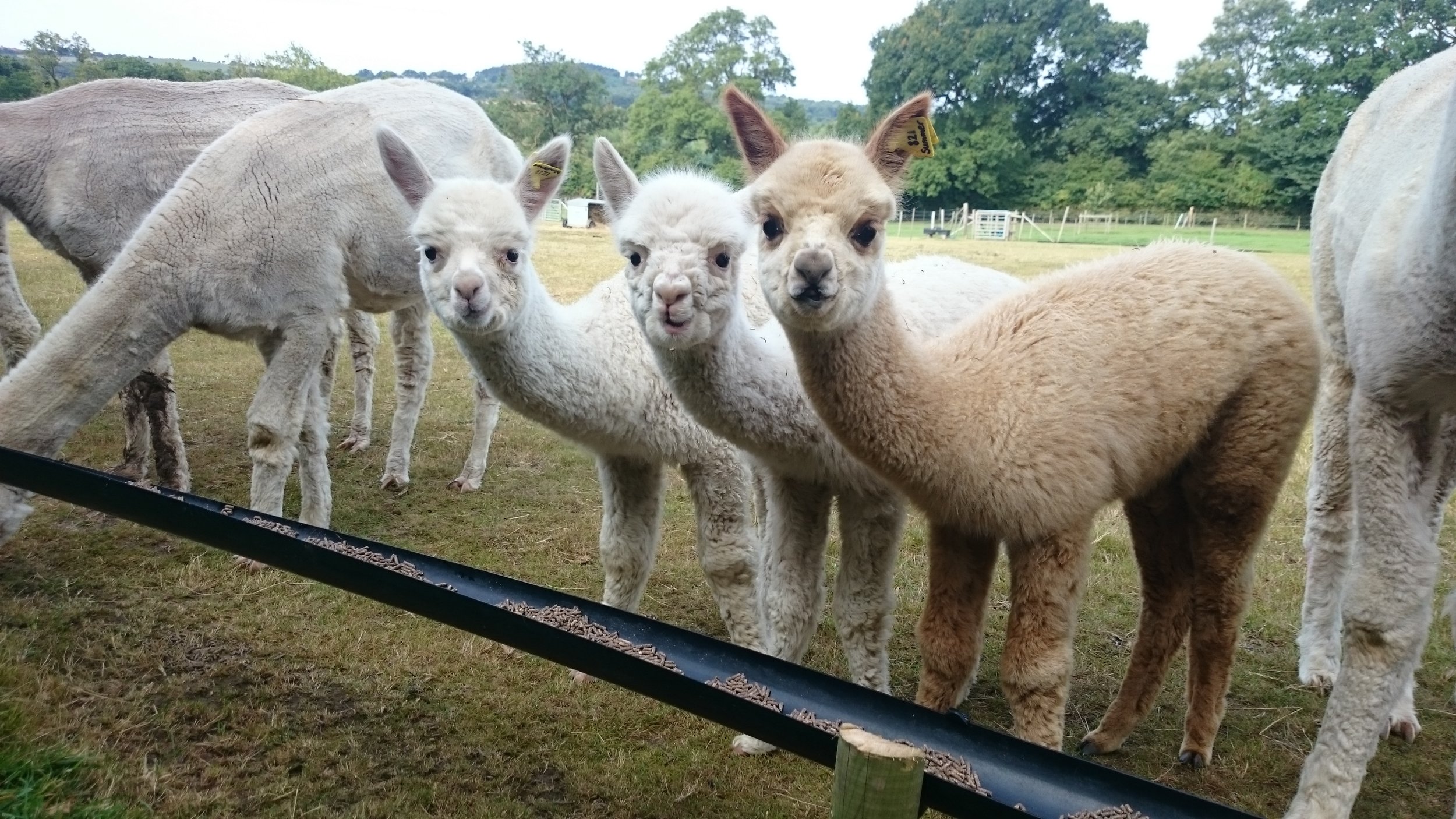 Alpacas For Sale in the UK GB Alpacas