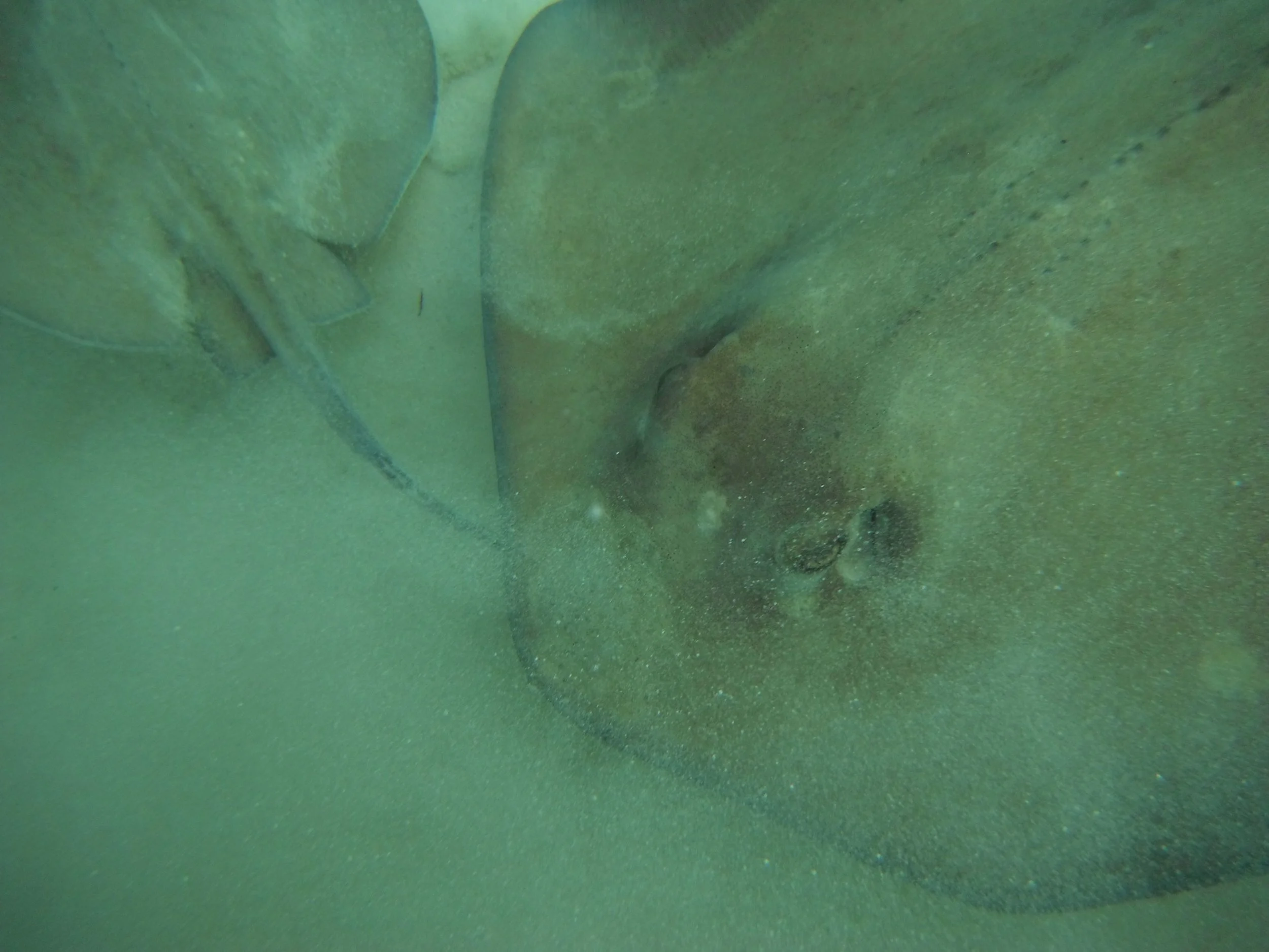 Stingray.jpg