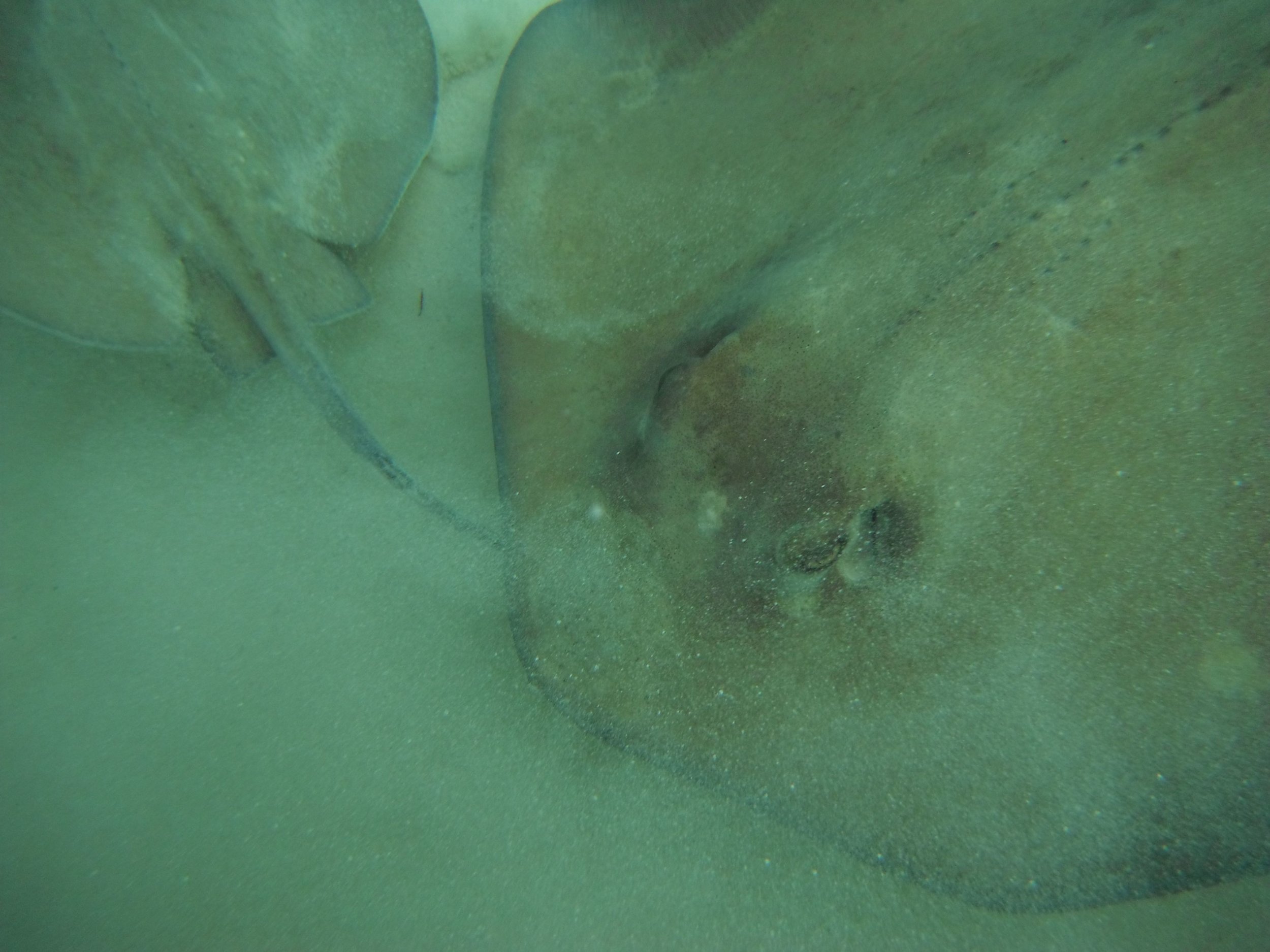 Stingray.jpg