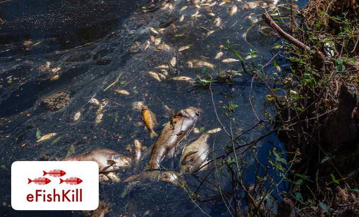 eFishKill